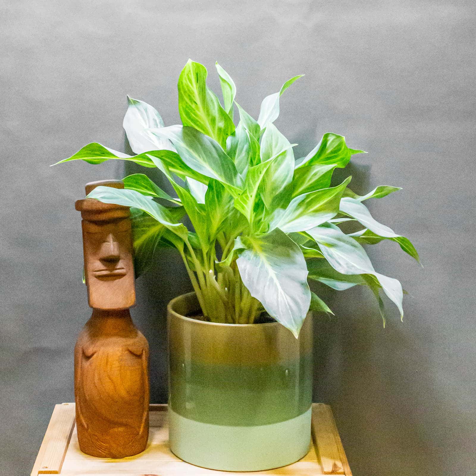 Aglaonema Aqua Green 19cm