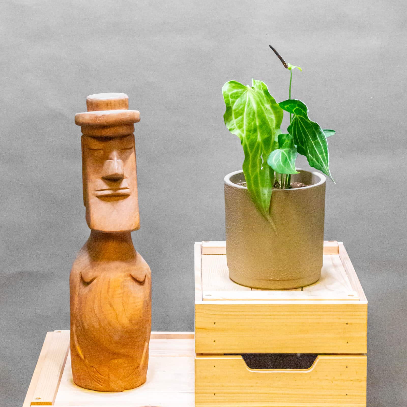 Anthurium Delta Force 13cm