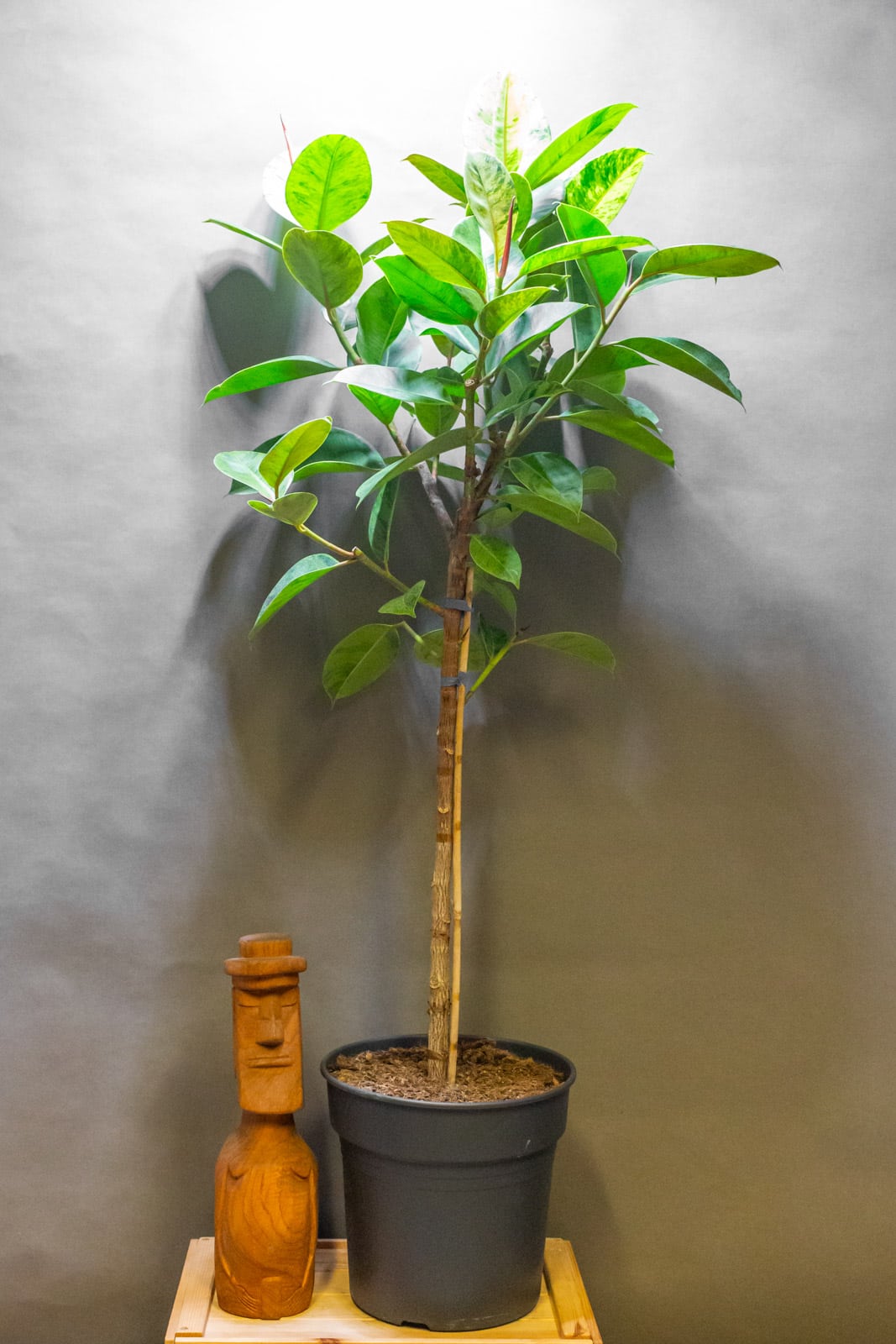 Ficus Shivereana 30cm