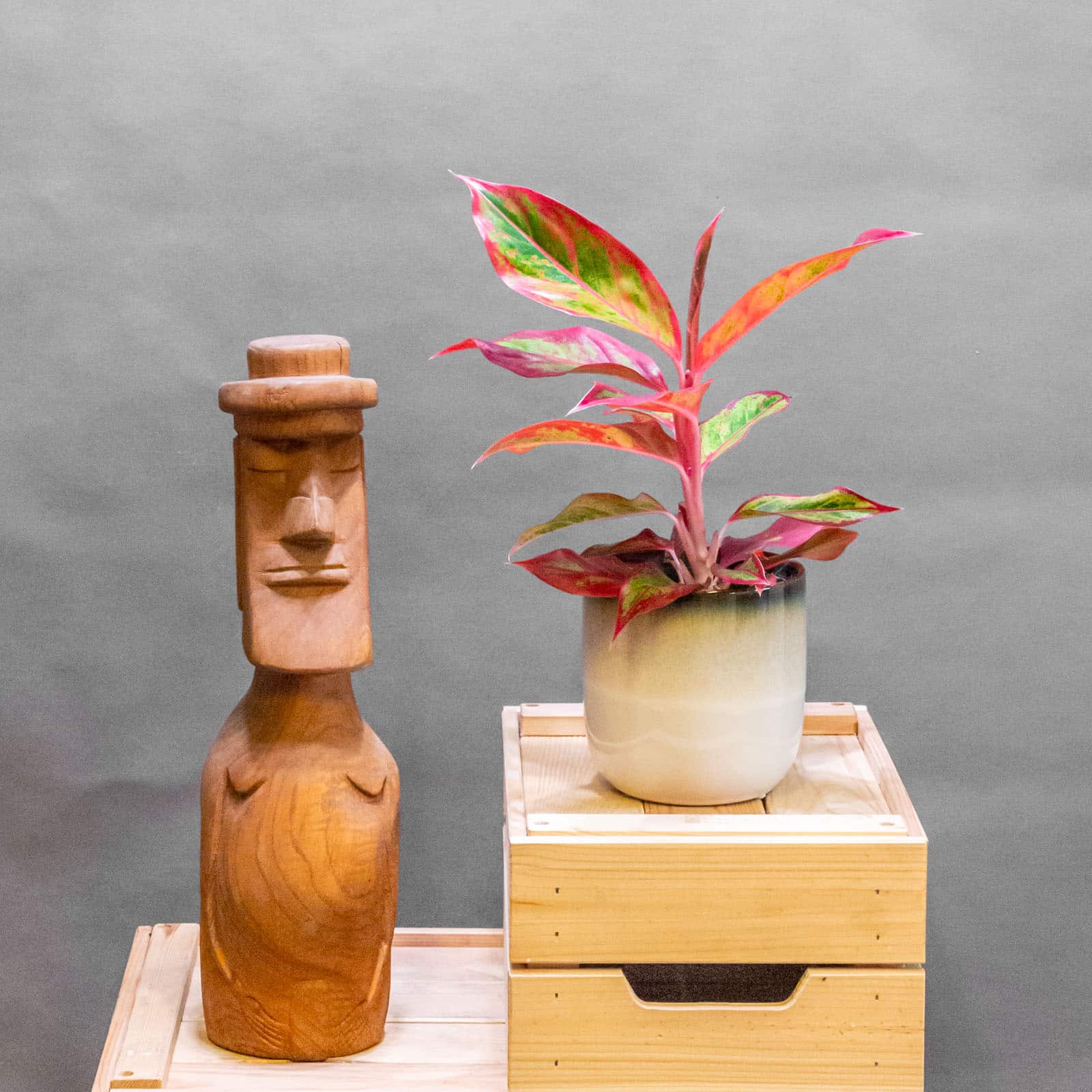 Aglaonema Jungle Lava 12cm