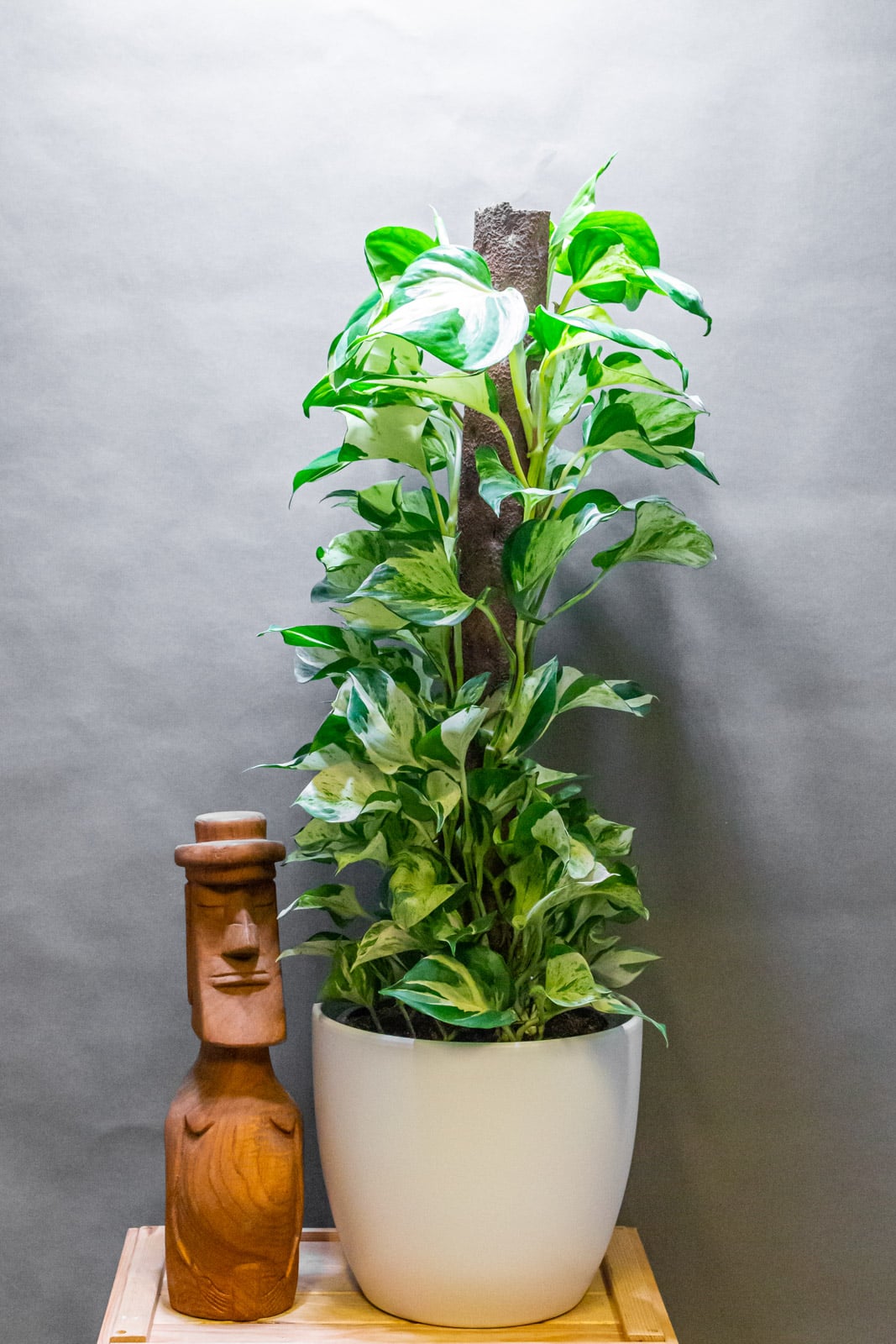 Epipremnum Manjula 17cm