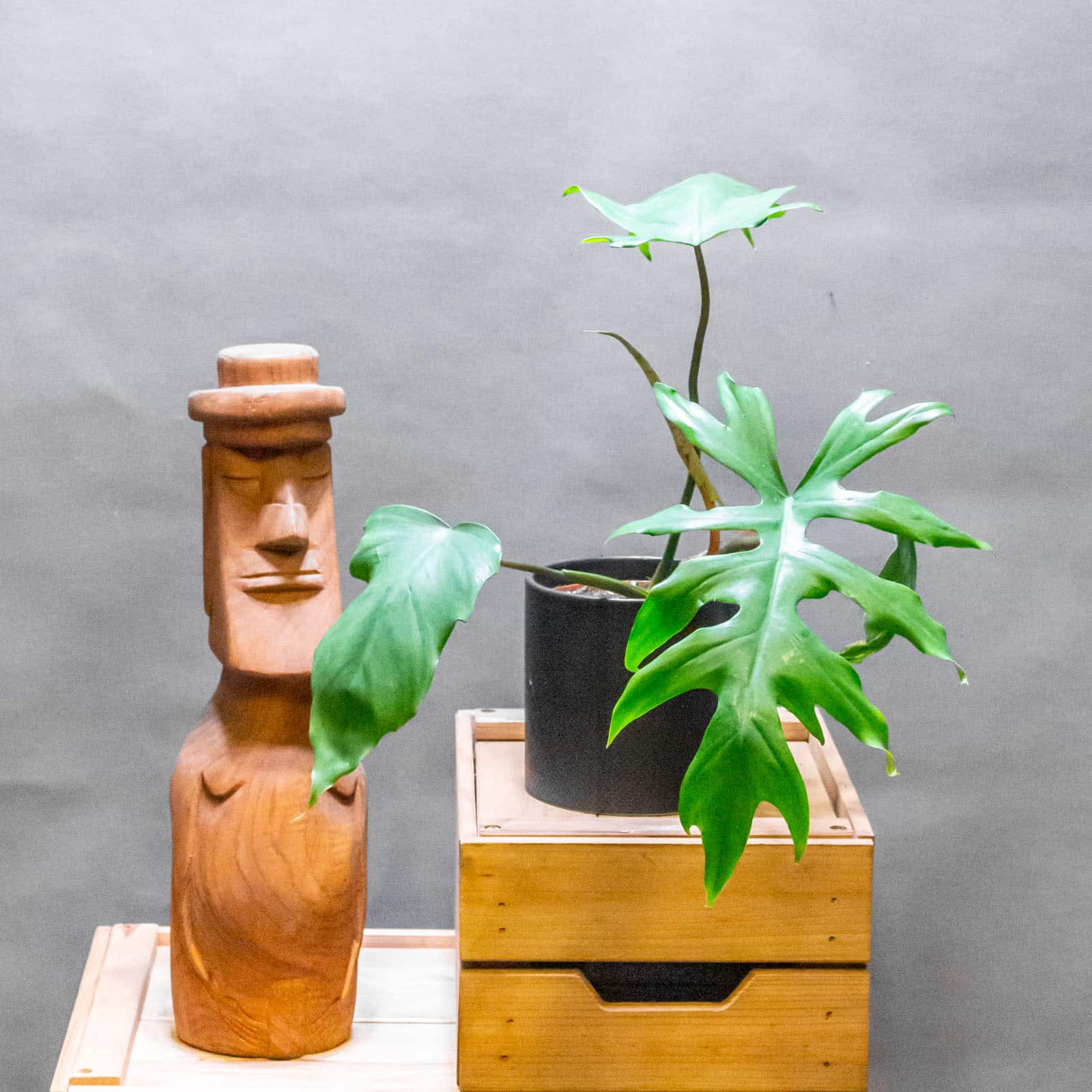 Philodendron Mayoi 12cm