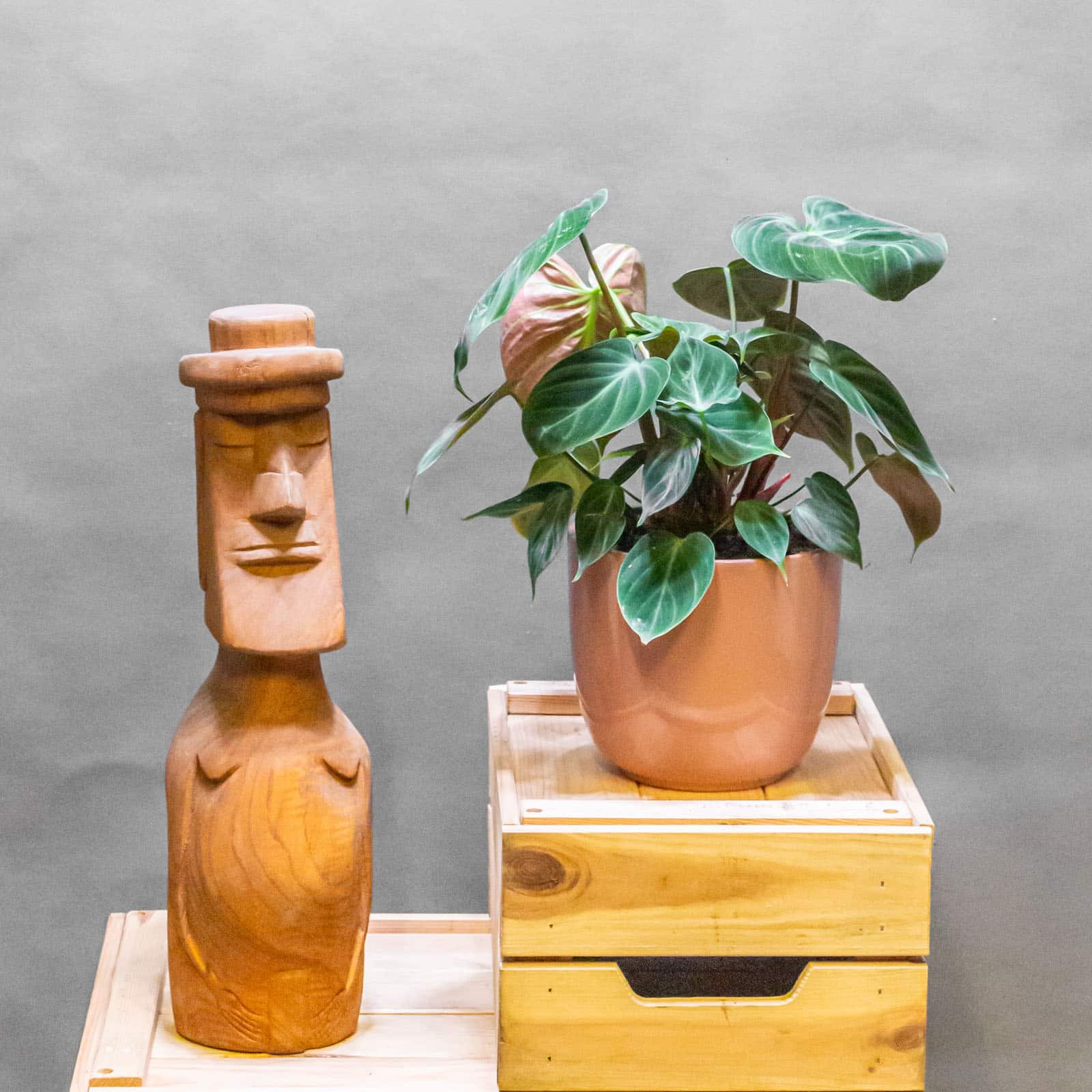 Philodendron el Choco Red 14cm