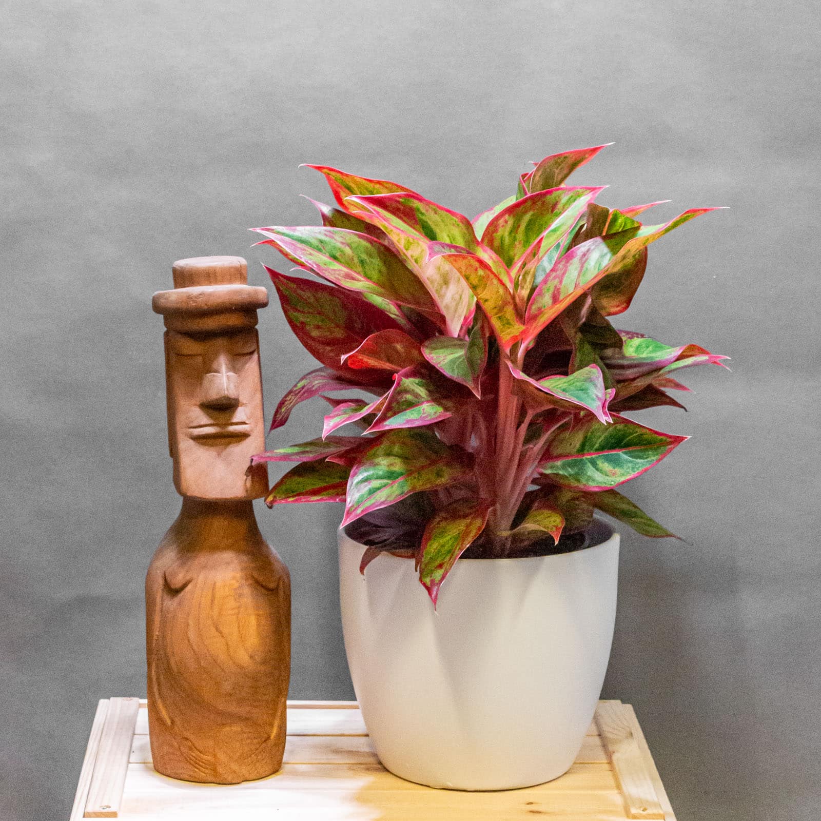 Aglaonema Jungle Lava 19cm