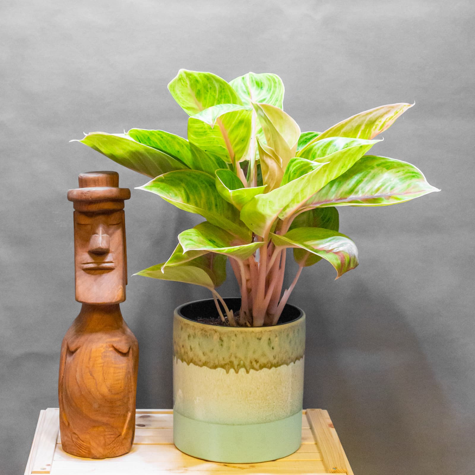 Aglaonema Rose Parakeet 19cm