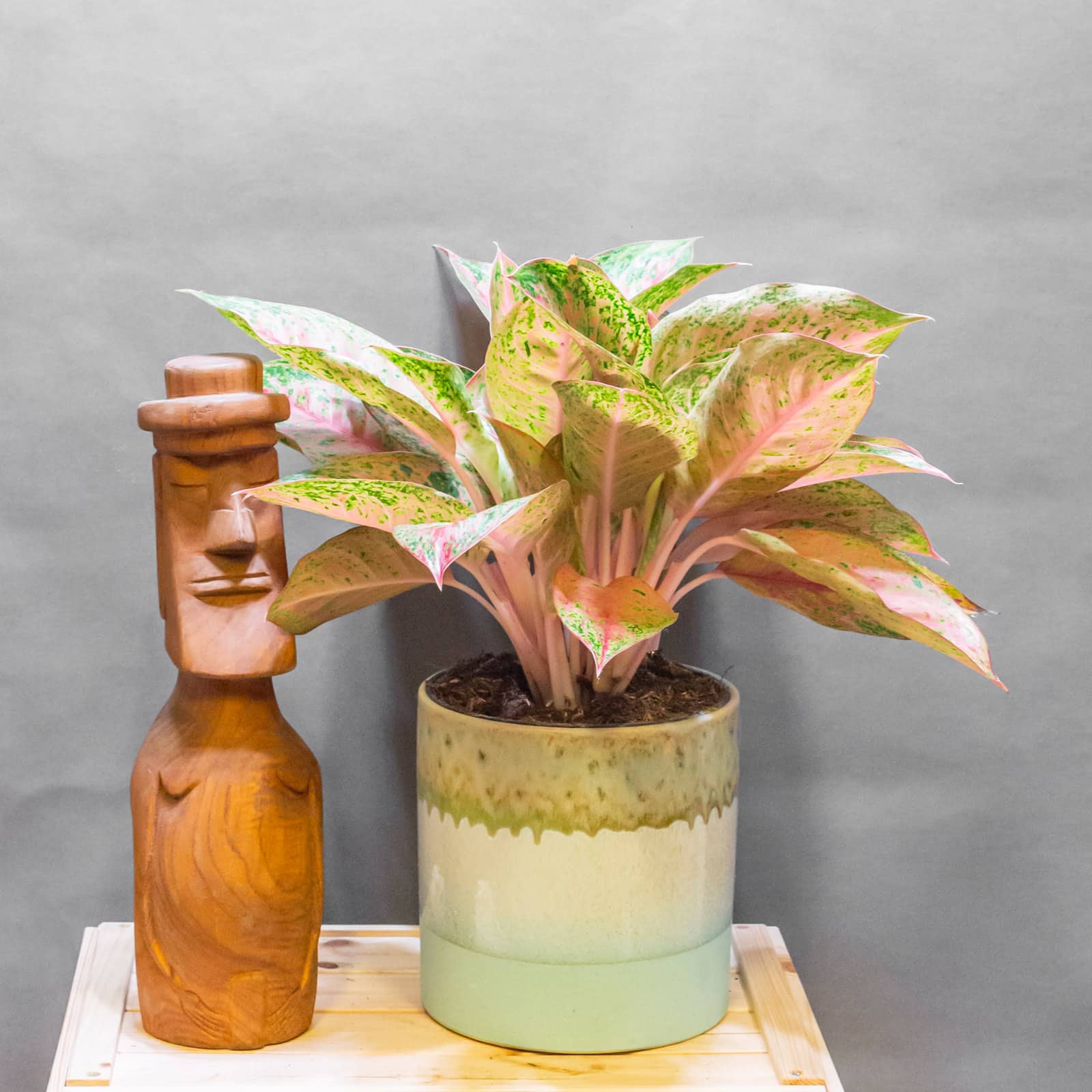 Aglaonema Tango Pink 19cm