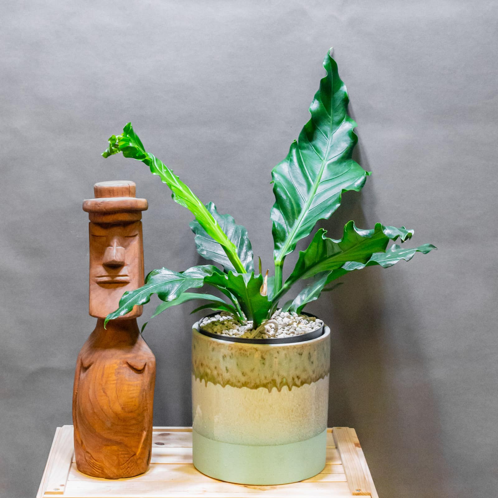 Anthurium Plowmanii 27cm
