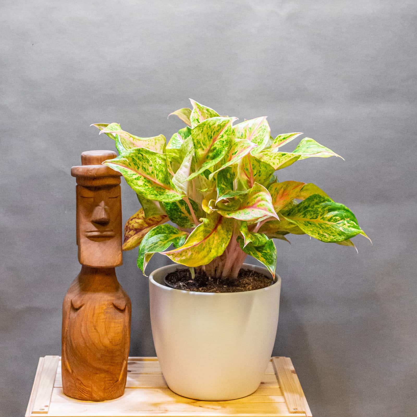 Aglaonema Samba Red 19cm
