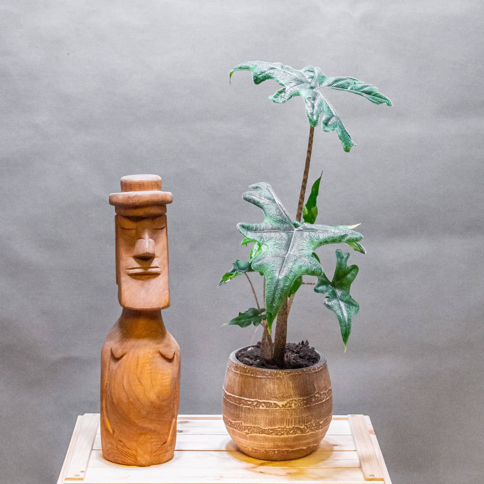 Alocasia Jacklyn 14cm