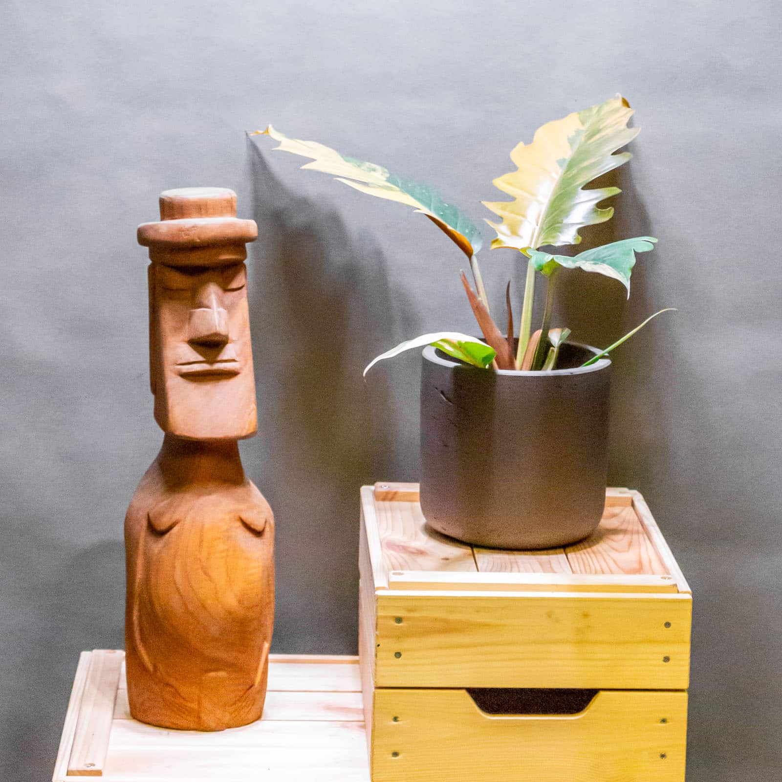 Philodendron Caramel Marble 12cm