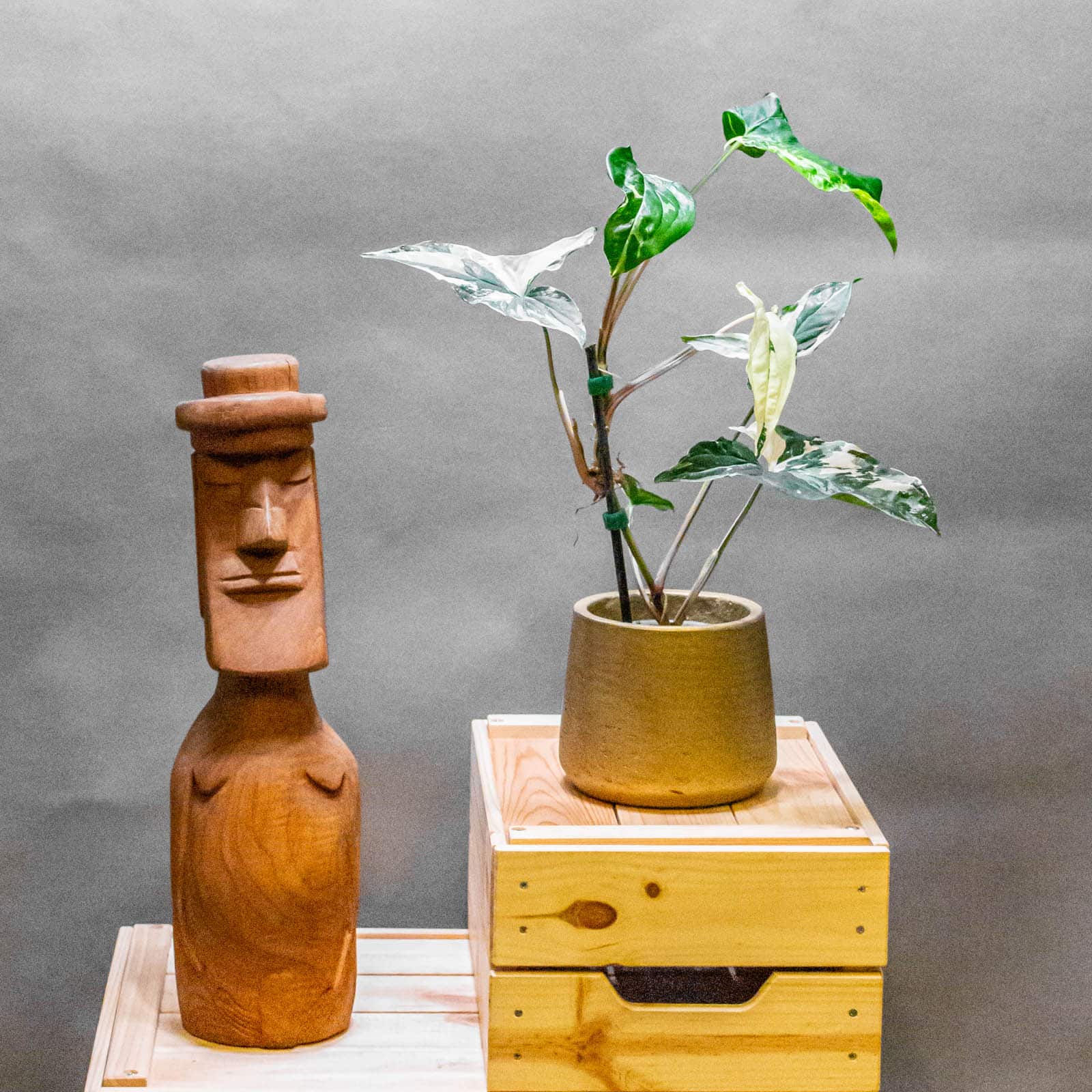 Syngonium Albo Vari 8cm