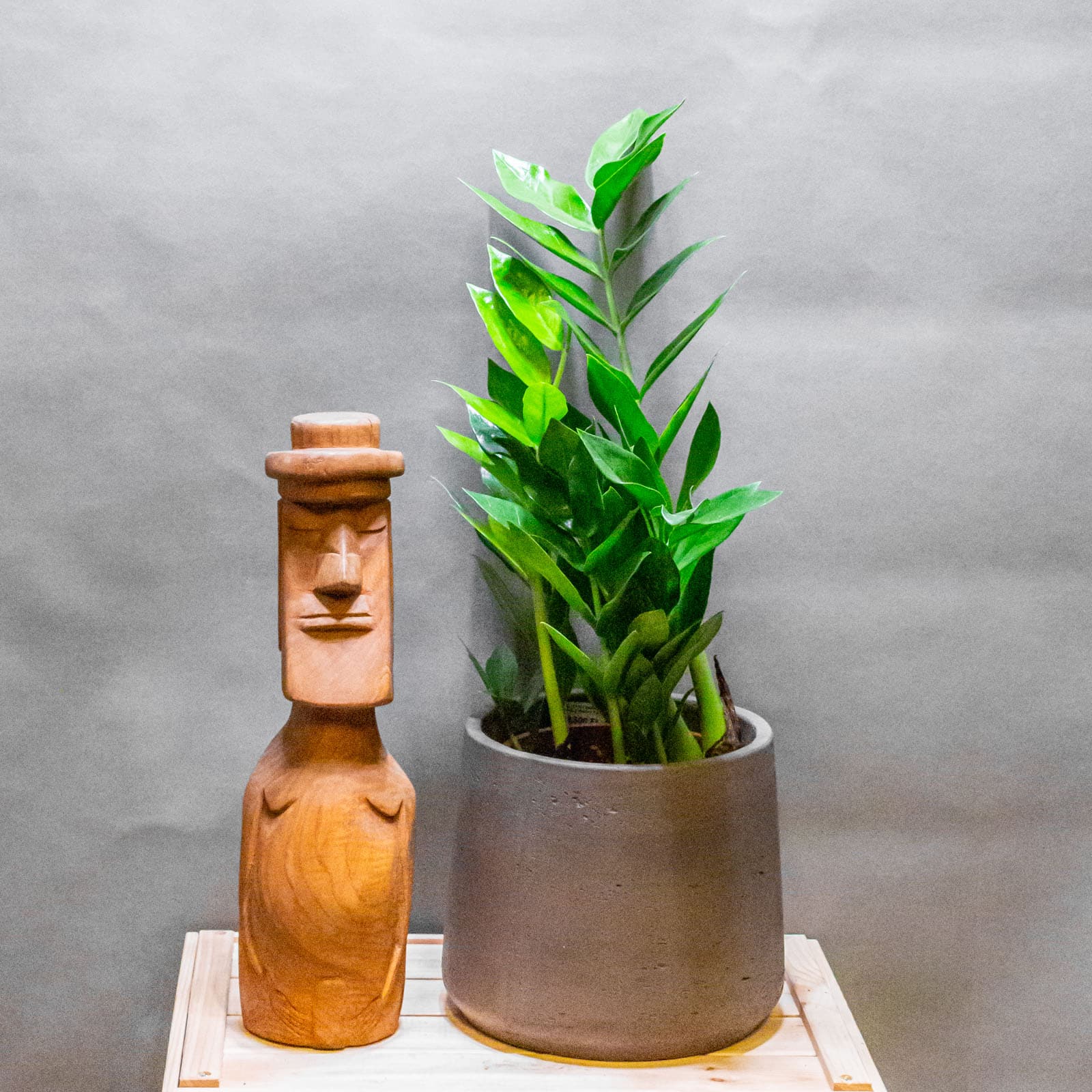 Zamioculcas Pixie 17cm