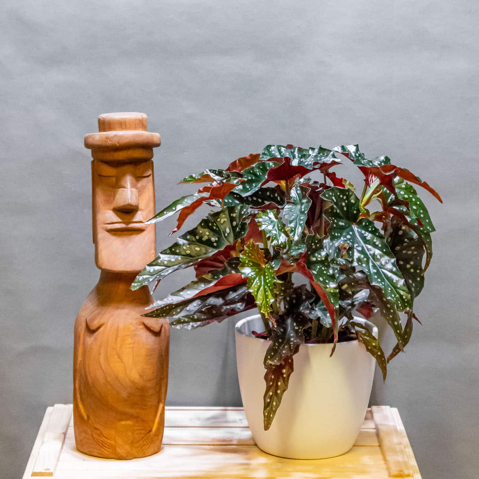 Begonia Black Forest 17cm