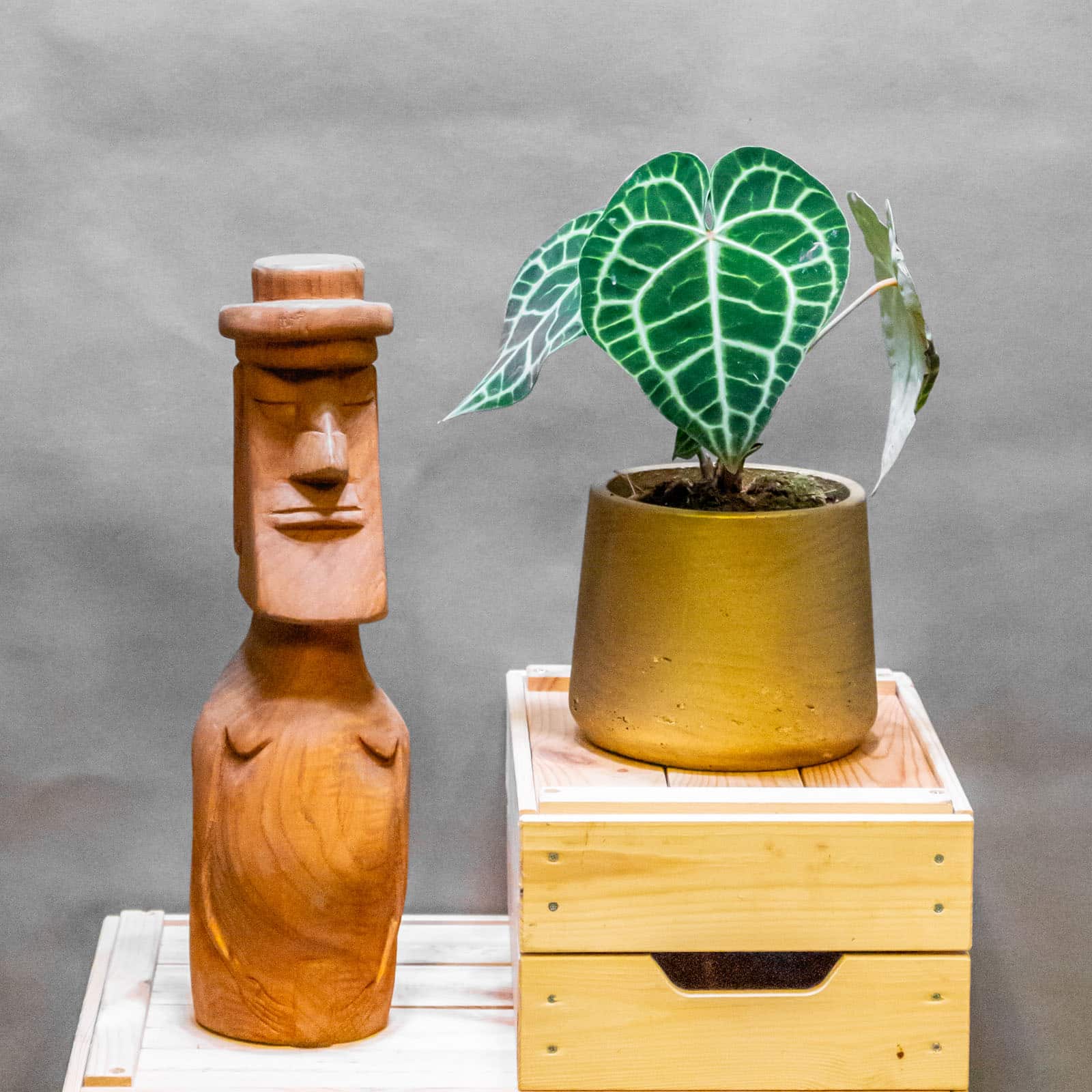 Anthurium Clarinervium 12cm