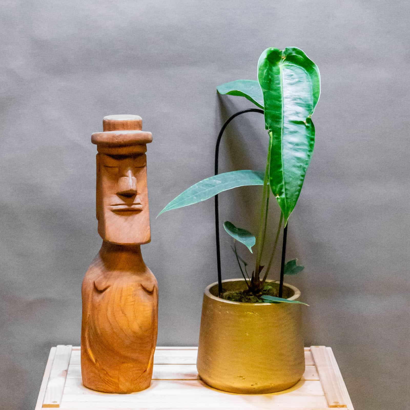 Anthurium Peltigerum 12cm