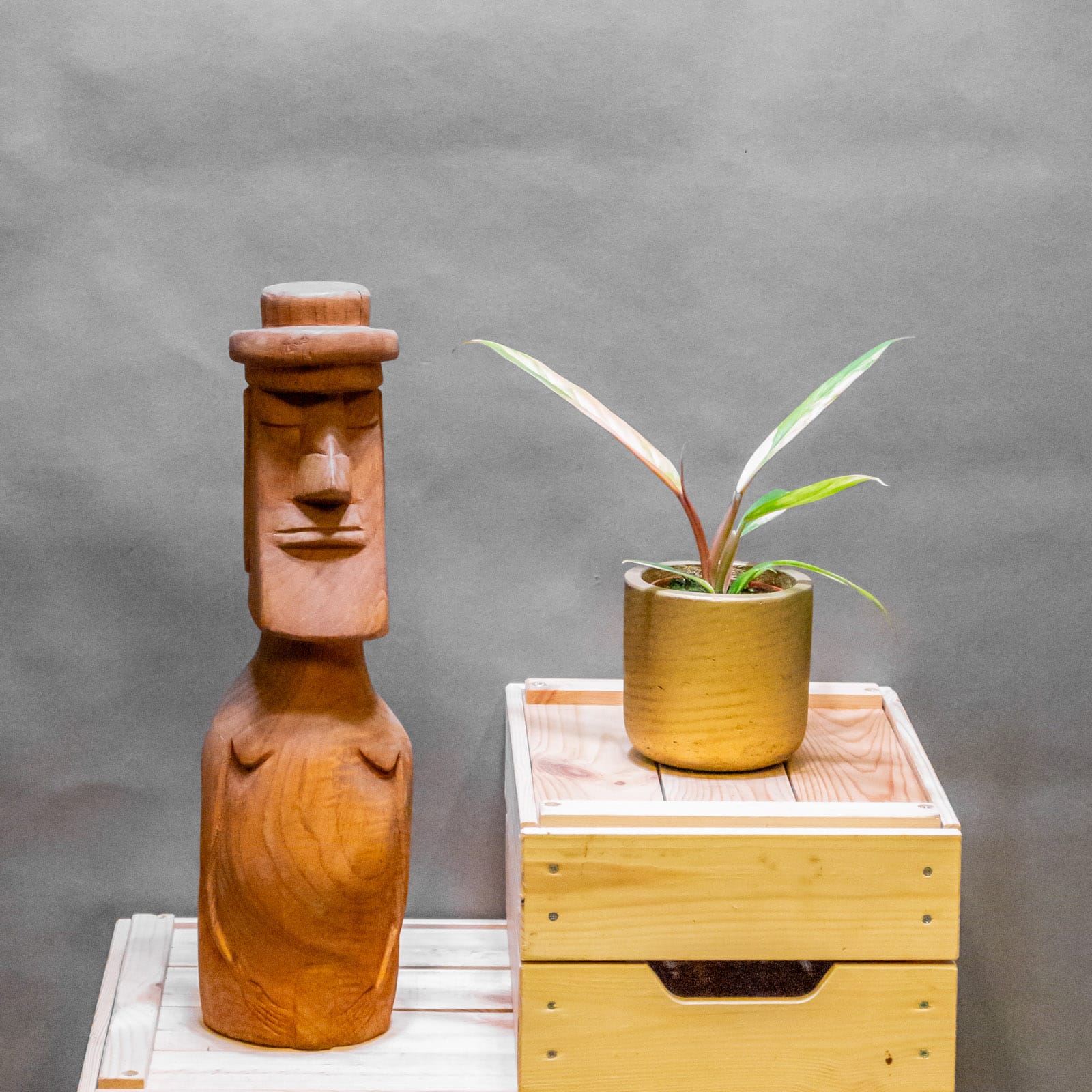 Philodendron Caramel Marble 8cm