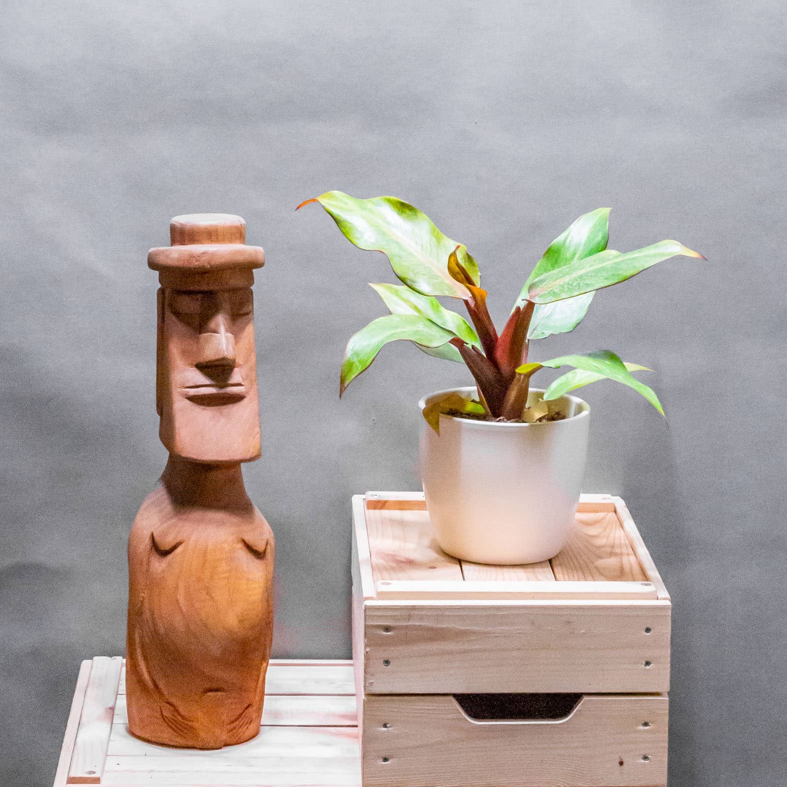 Philodendron Orange Marmalade 11cm
