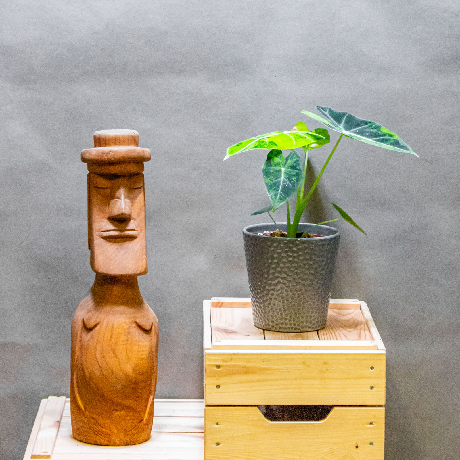 Alocasia Frydek Green on Green 12cm