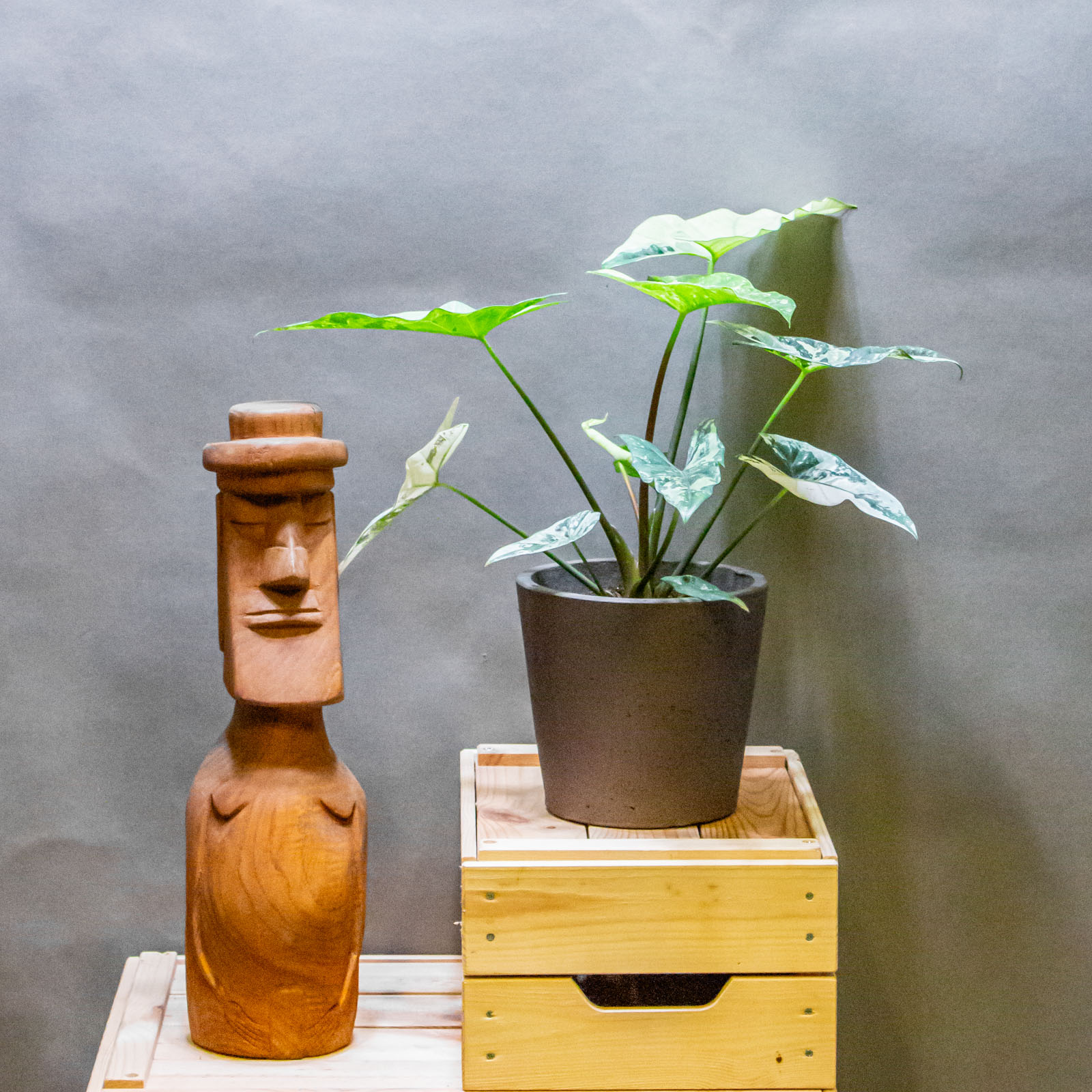 Alocasia Simpo Variegata 14cm