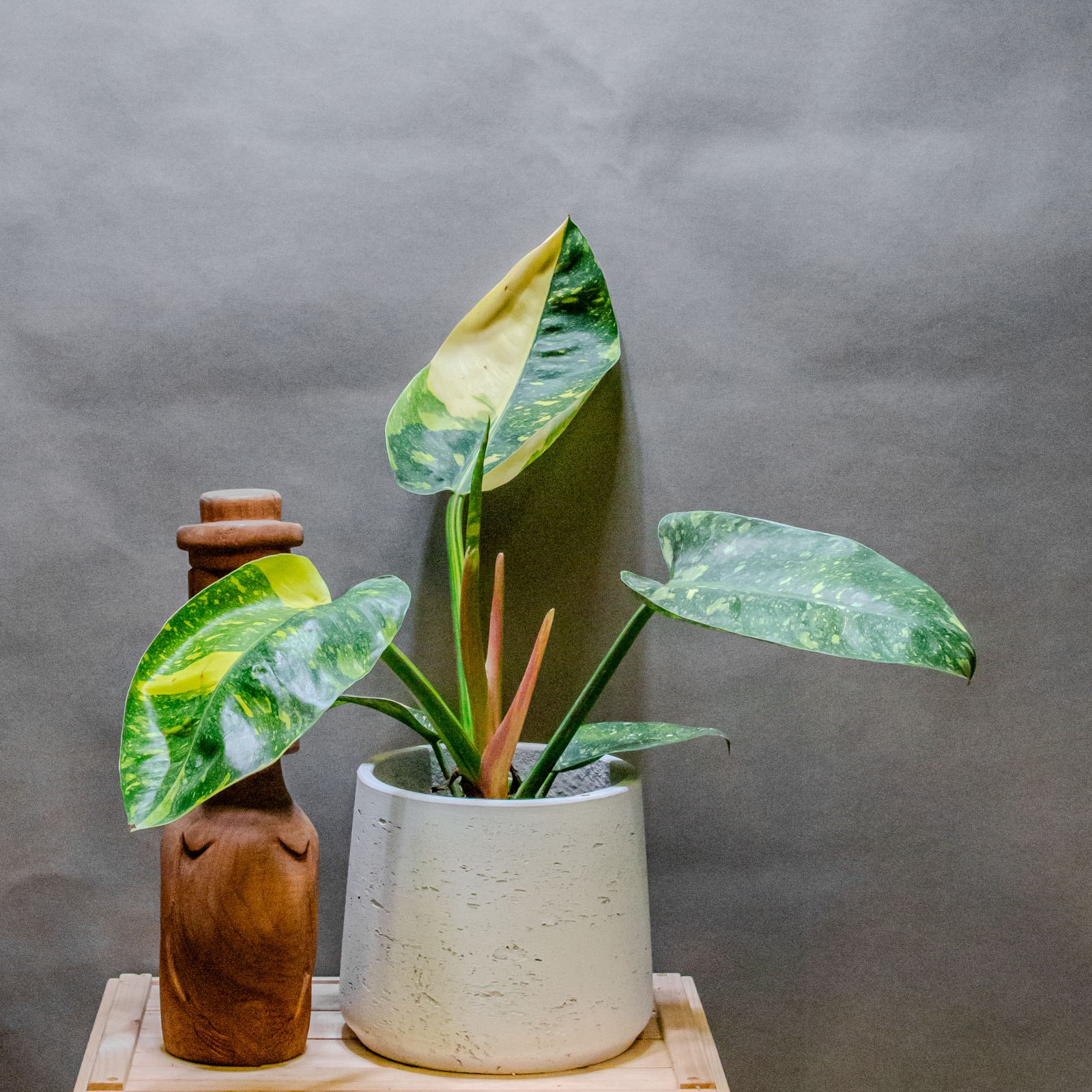 Philodendron Green Congo Hybrid 14cm