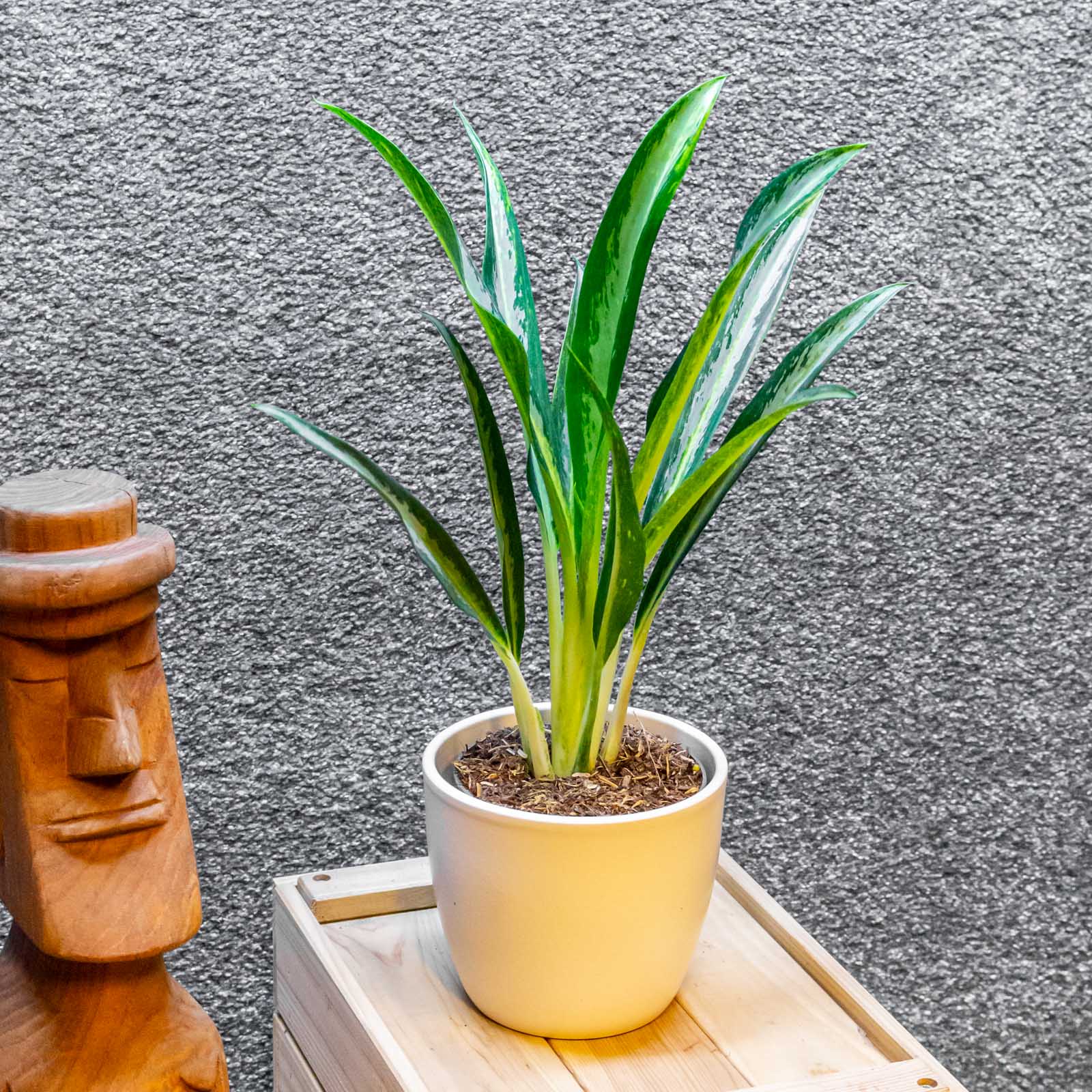 Aglaonema Forest Grass 12cm