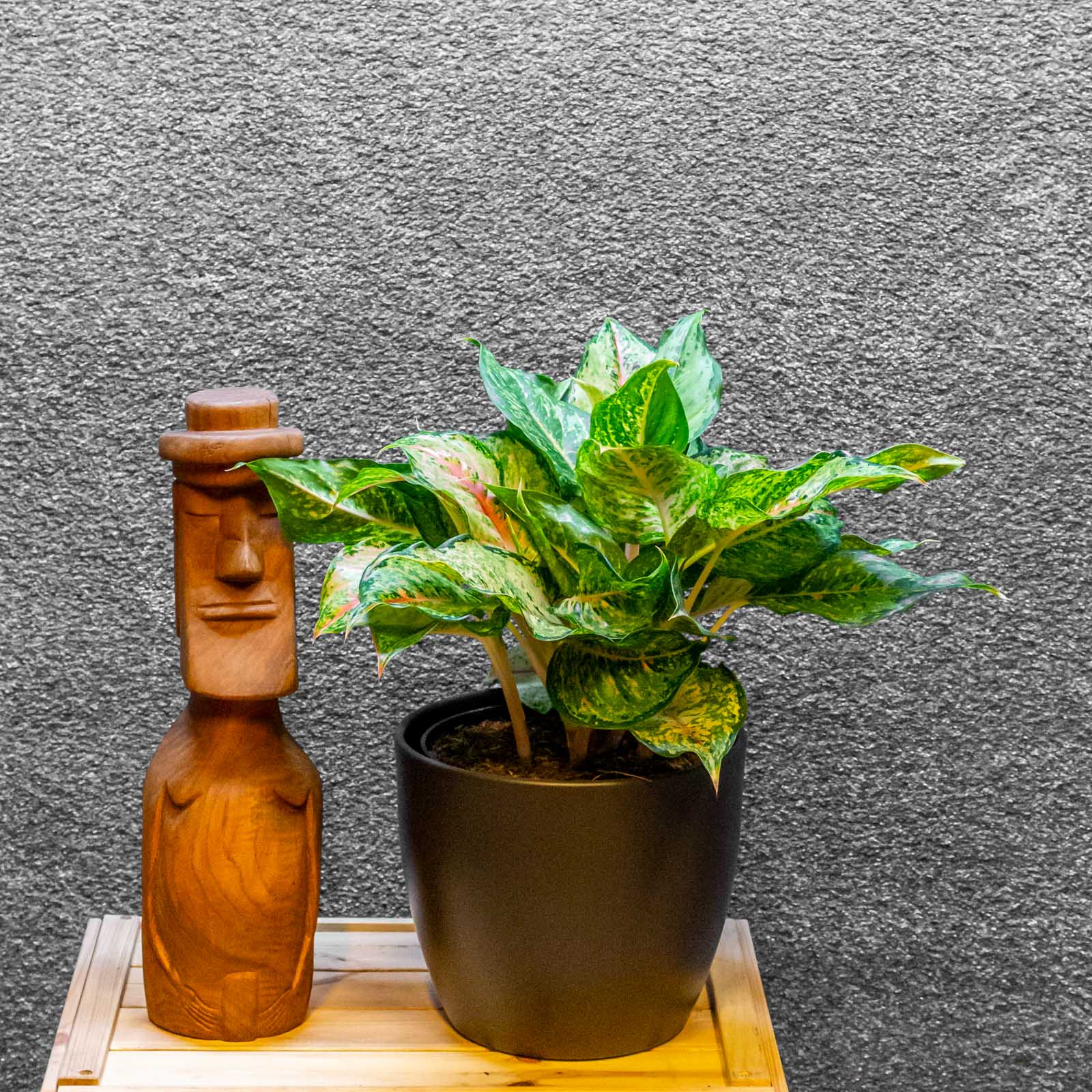 Aglaonema Pistachio Pink 19cm