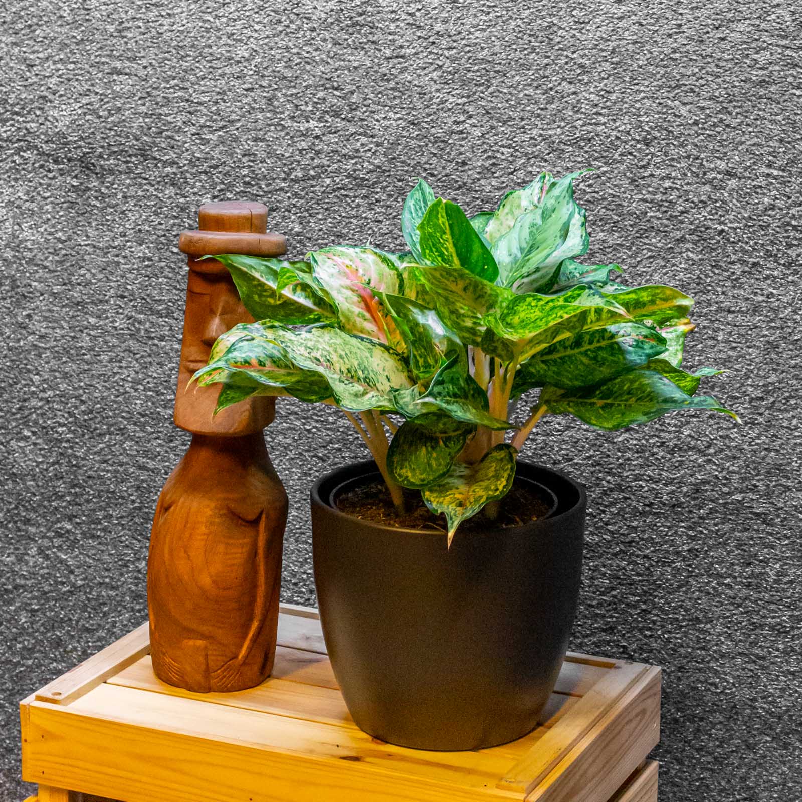 Aglaonema Pistachio Pink 19cm