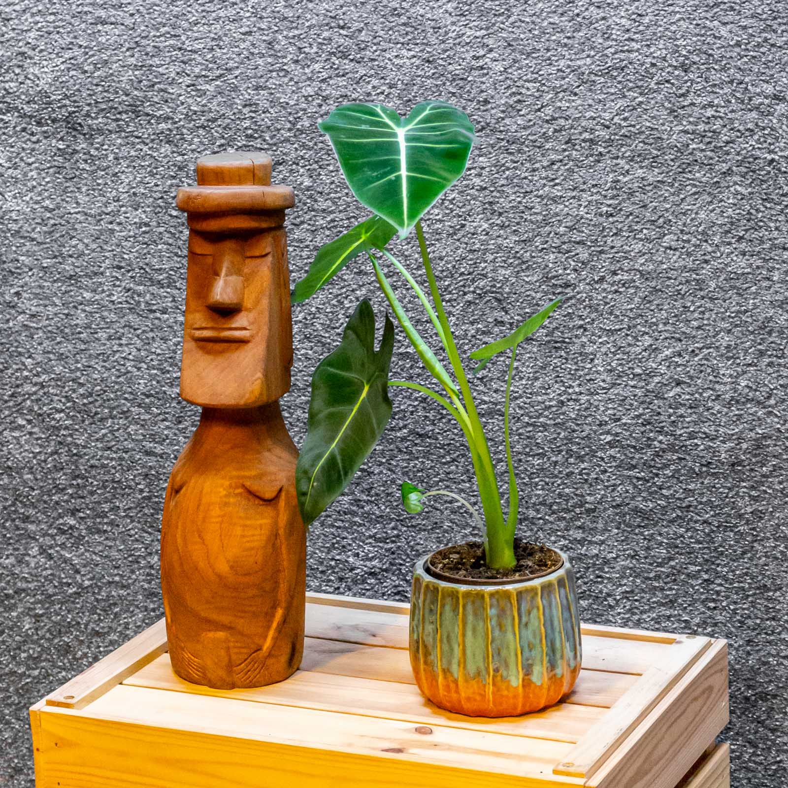 Alocasia Frydek 11cm