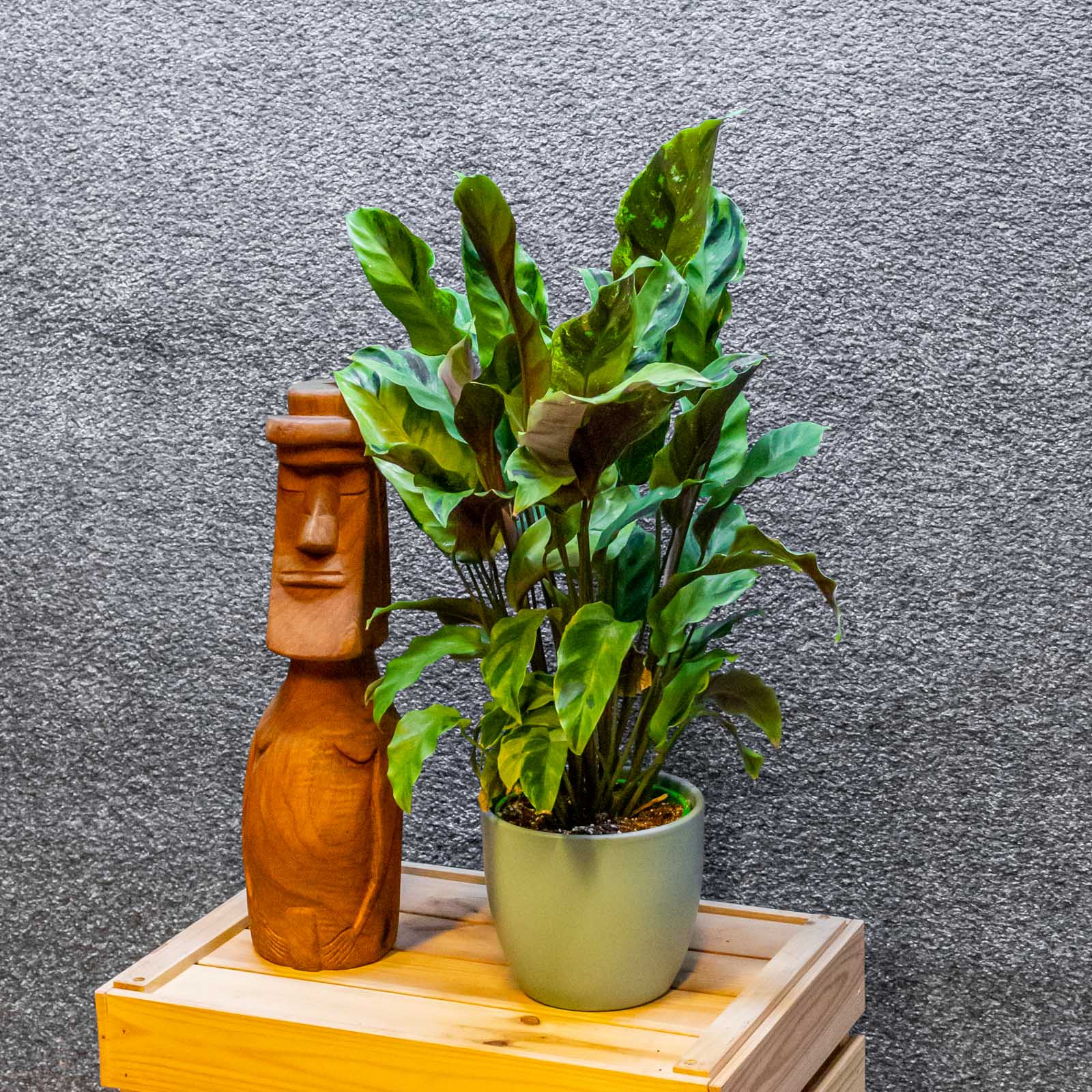 Calathea Yellow Fusion 14cm