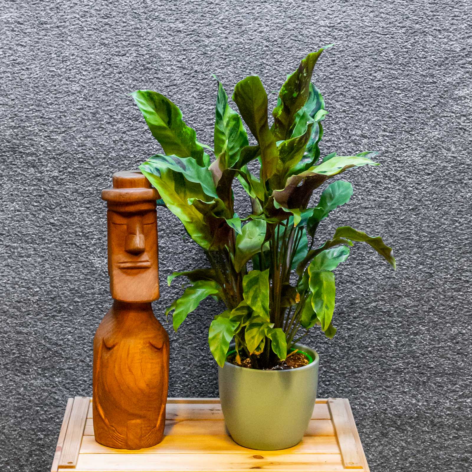 Calathea Yellow Fusion 14cm