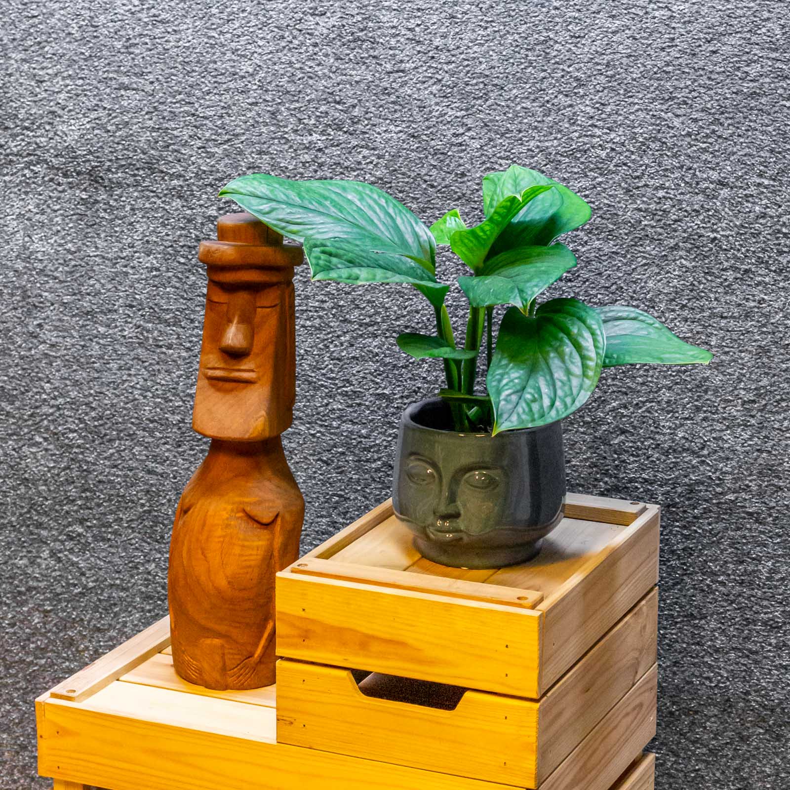 Monstera Pinnatipartita 12cm