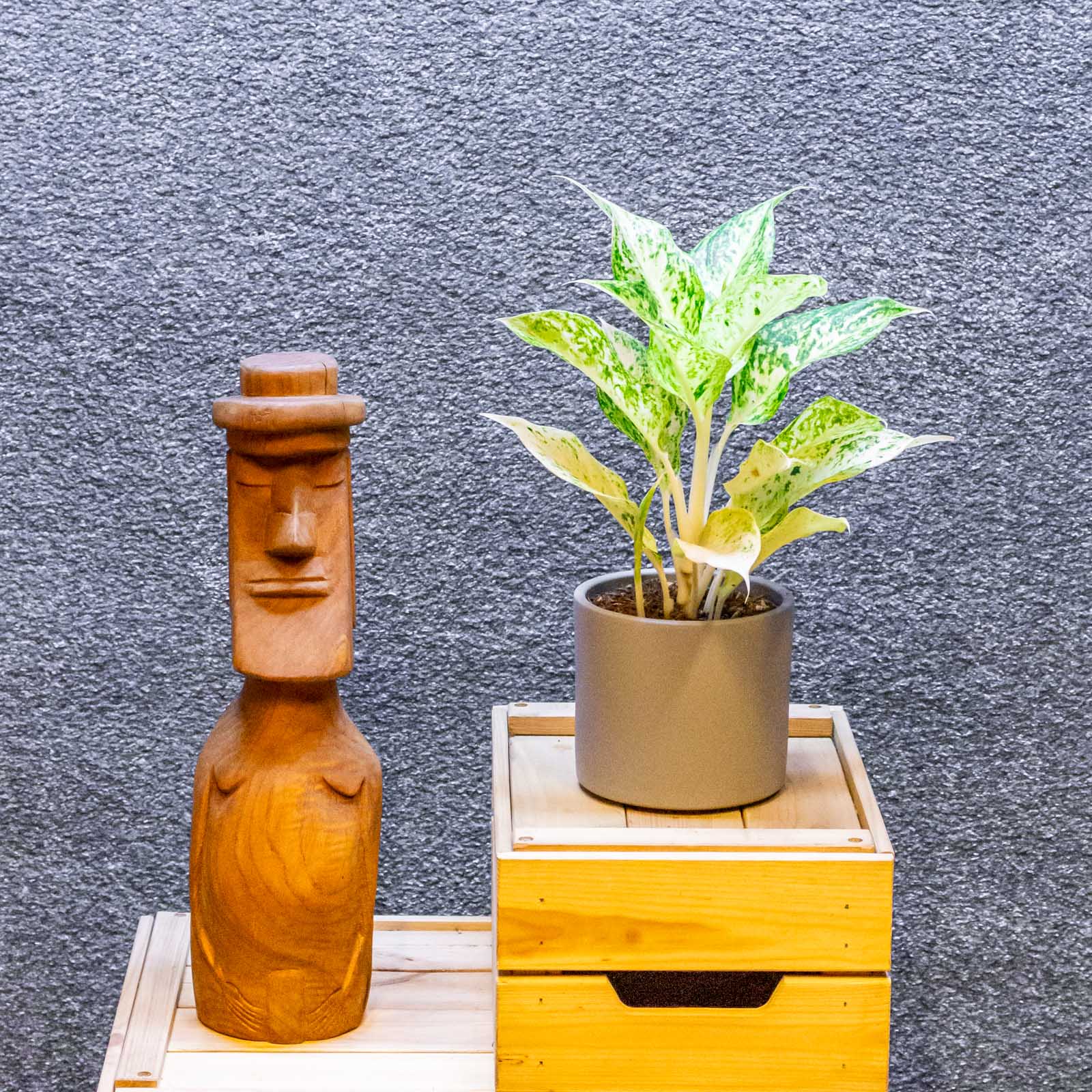 Aglaonema Citrus Glow 12cm