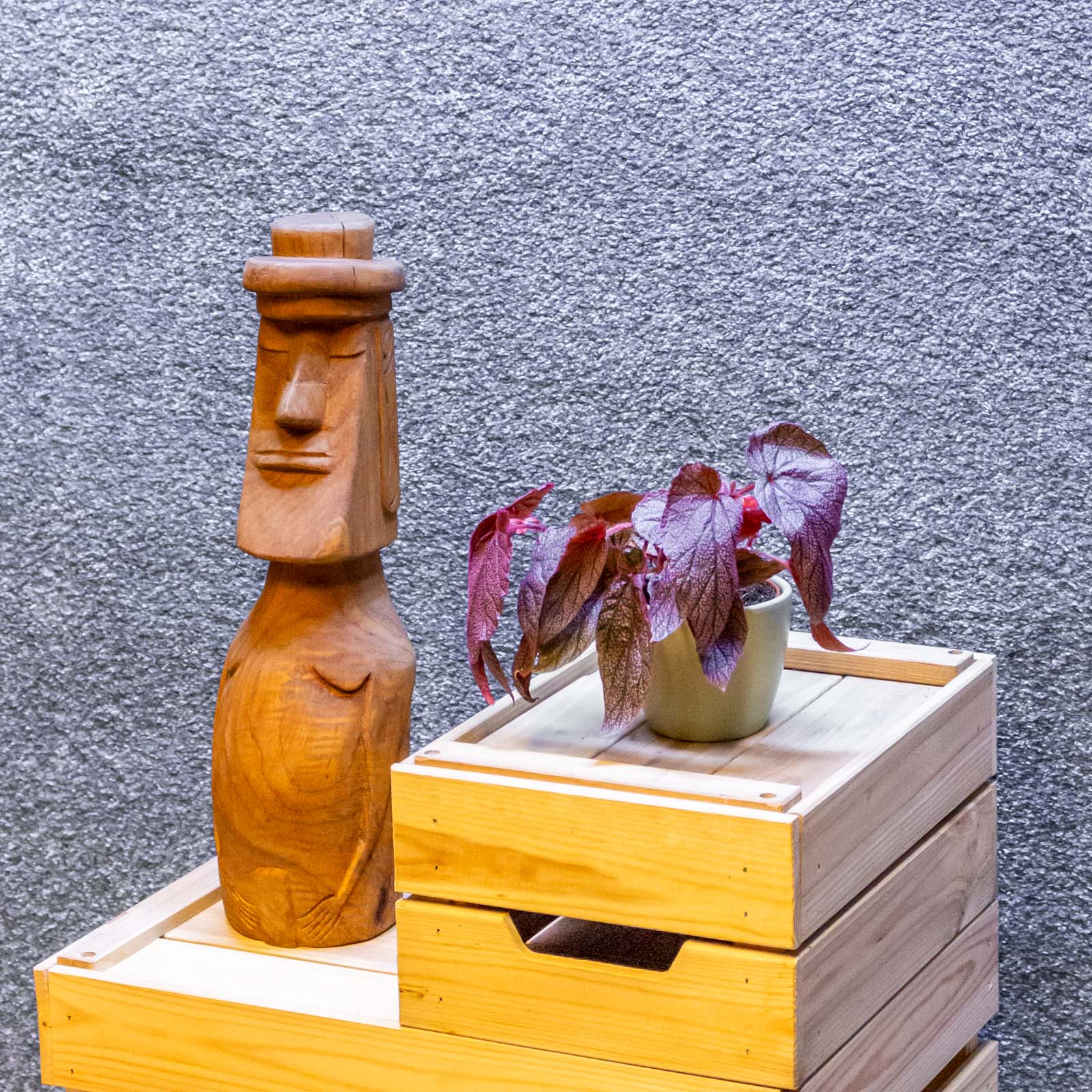 Begonia Morris 8cm