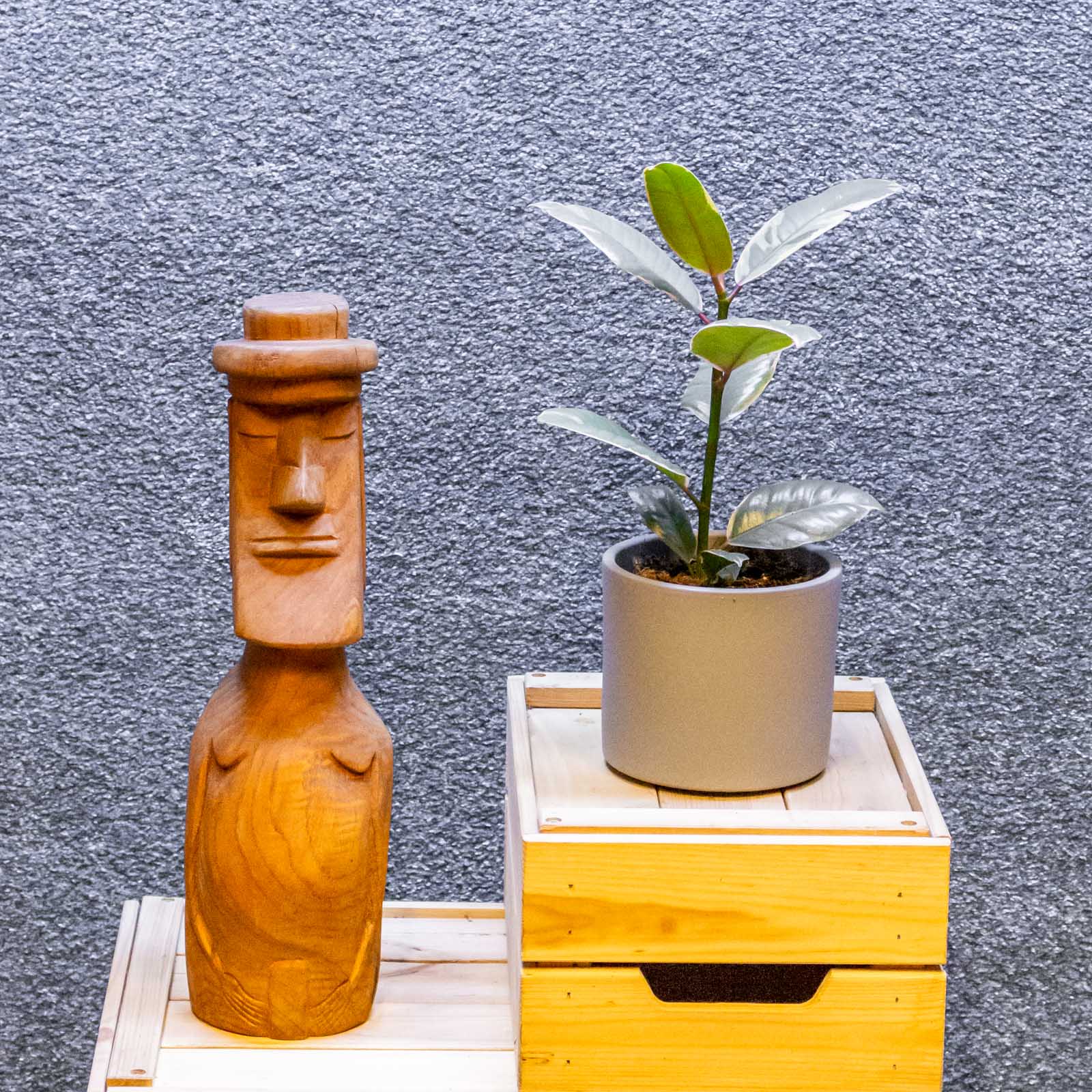 Ficus Belize 11cm