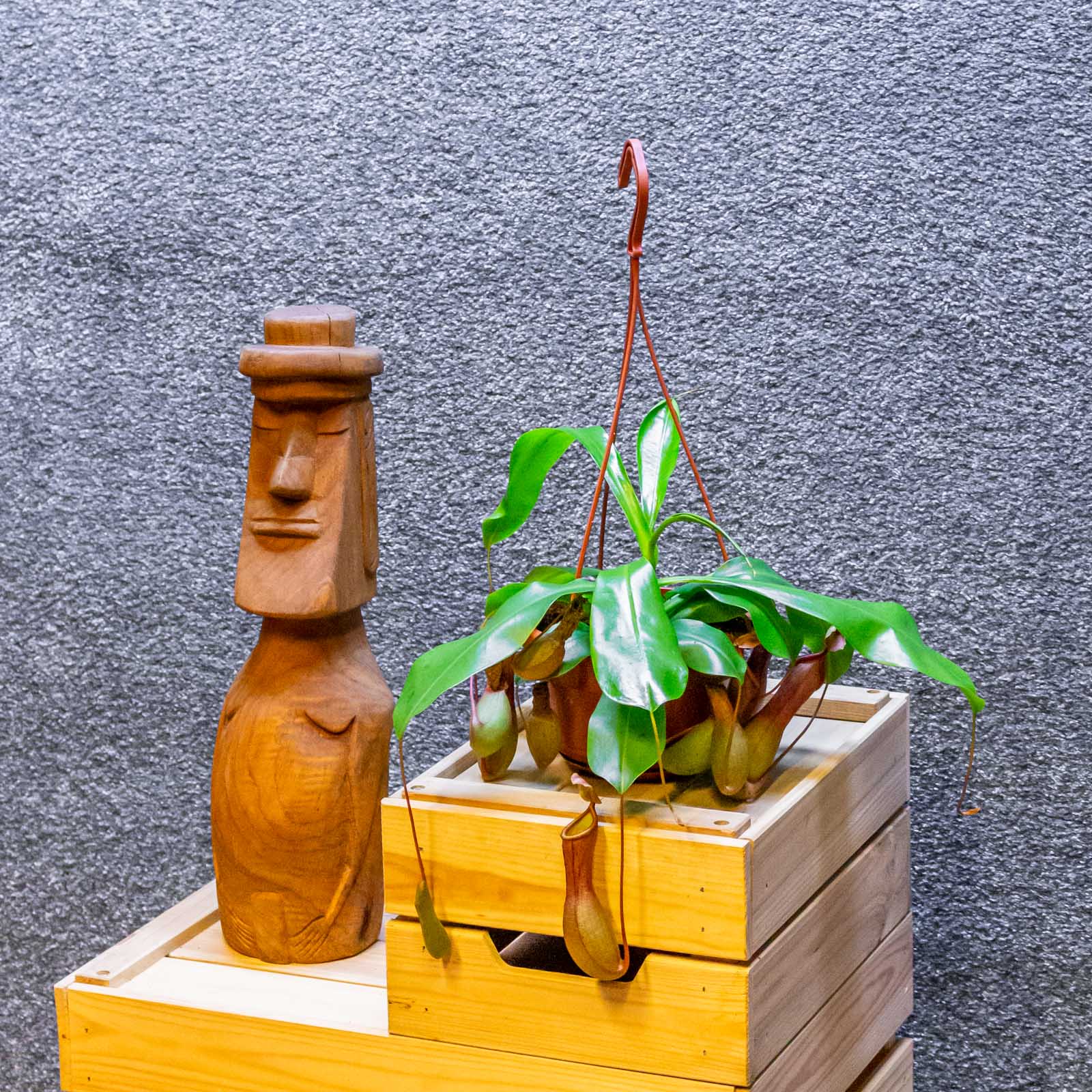 Nepenthes Alata 14cm