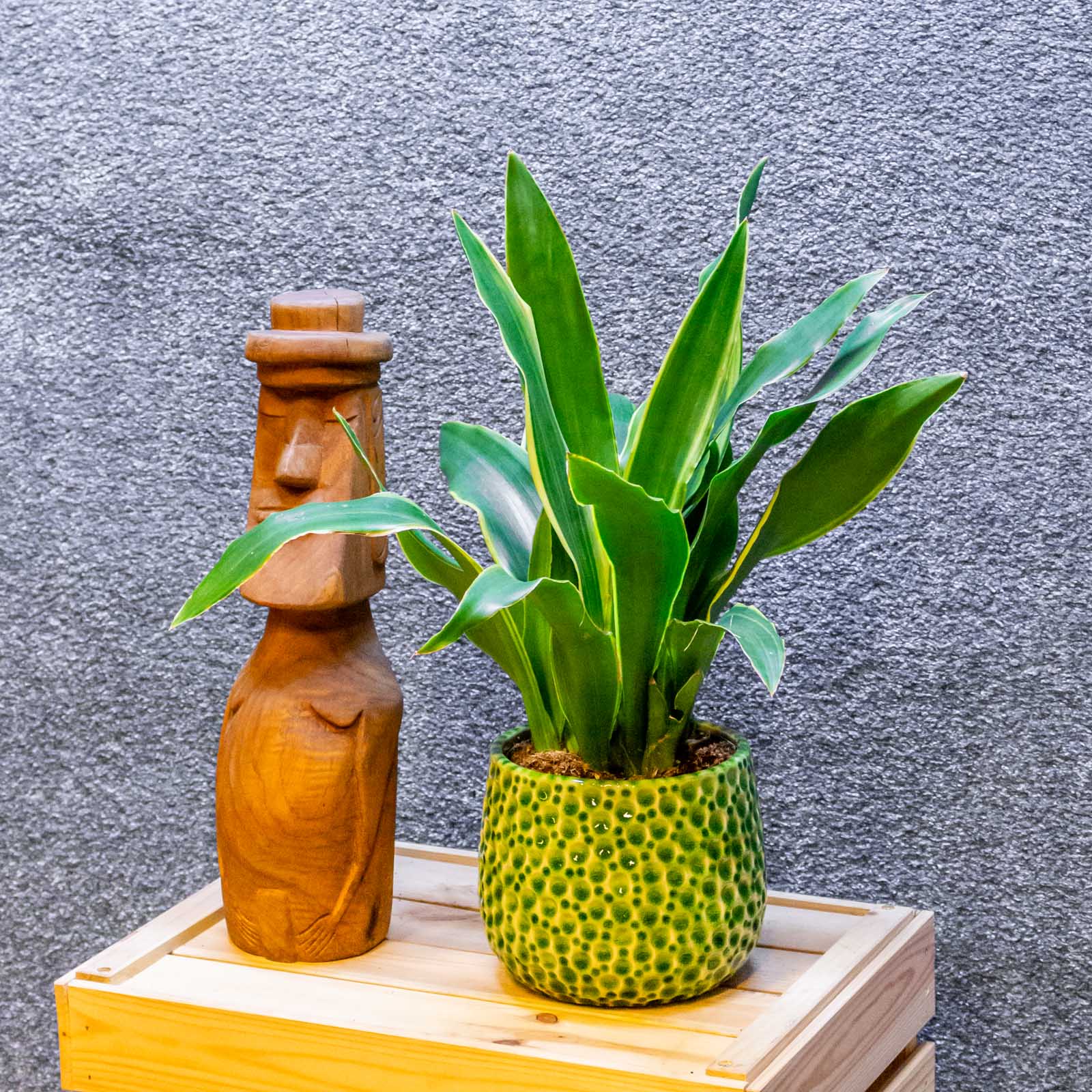 Sansevieria Yellow Edge 14cm