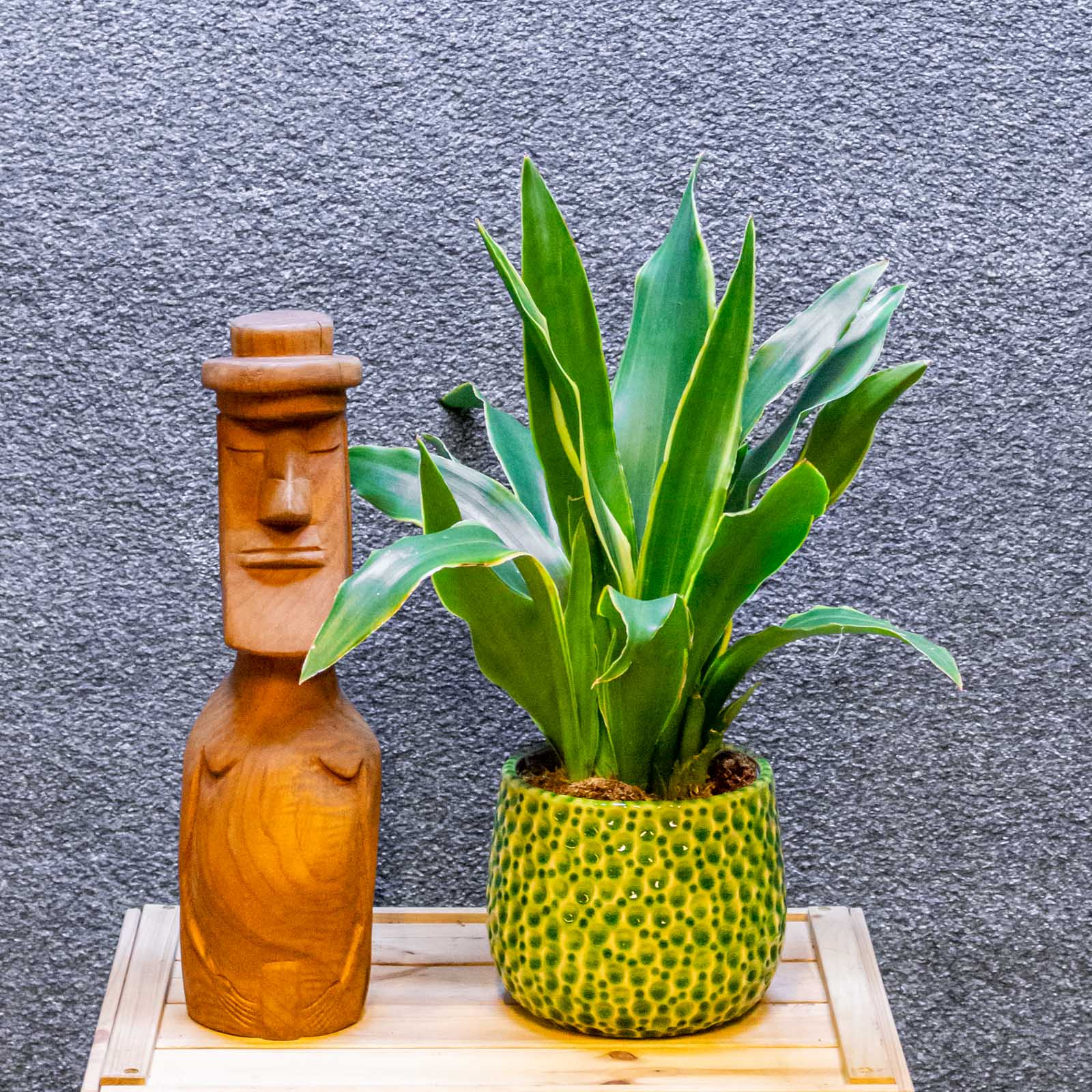 Sansevieria Yellow Edge 14cm