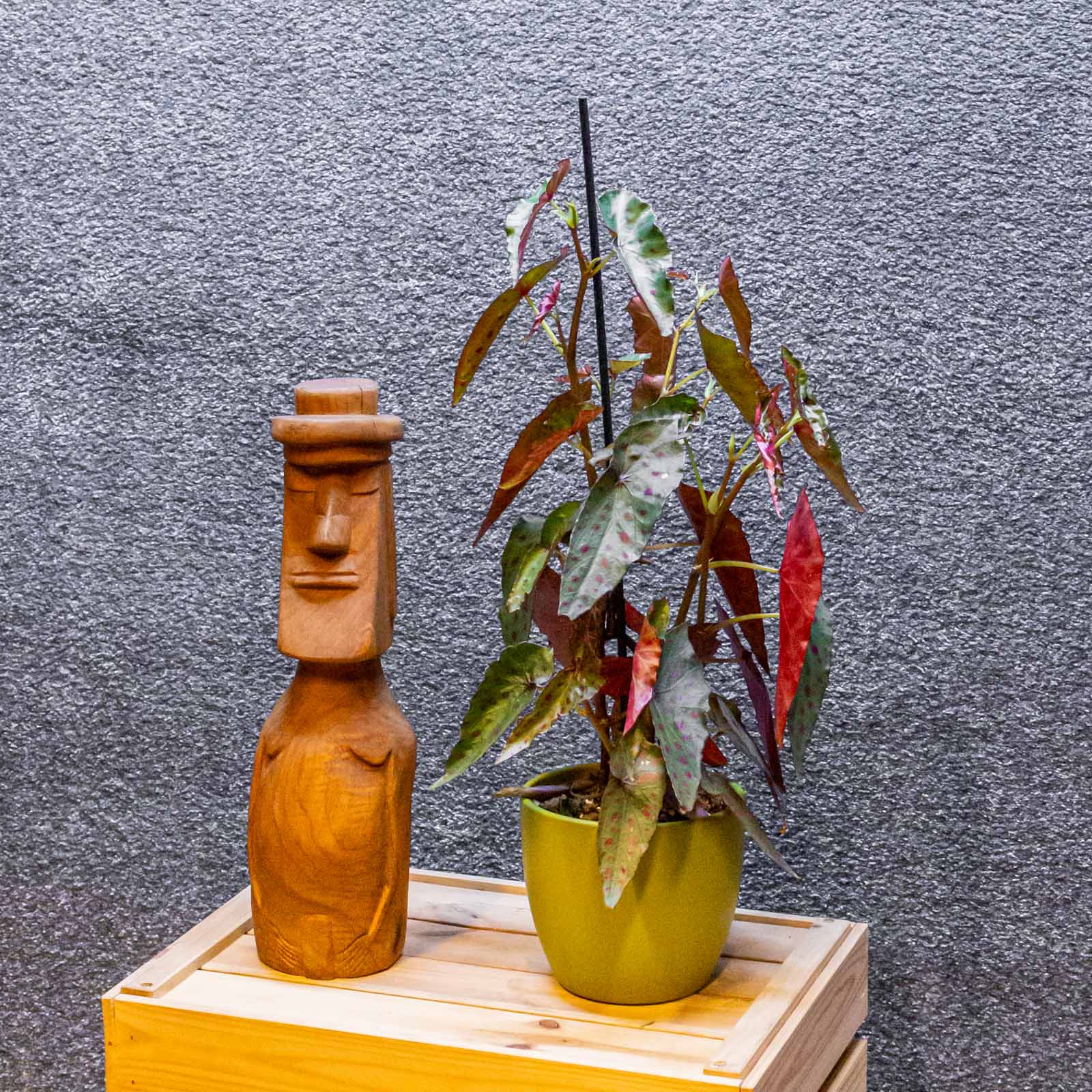 Begonia Amphioxus x Malachosticta 14cm