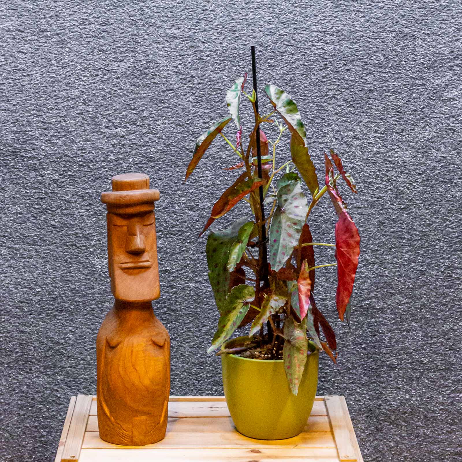 Begonia Amphioxus x Malachosticta 14cm