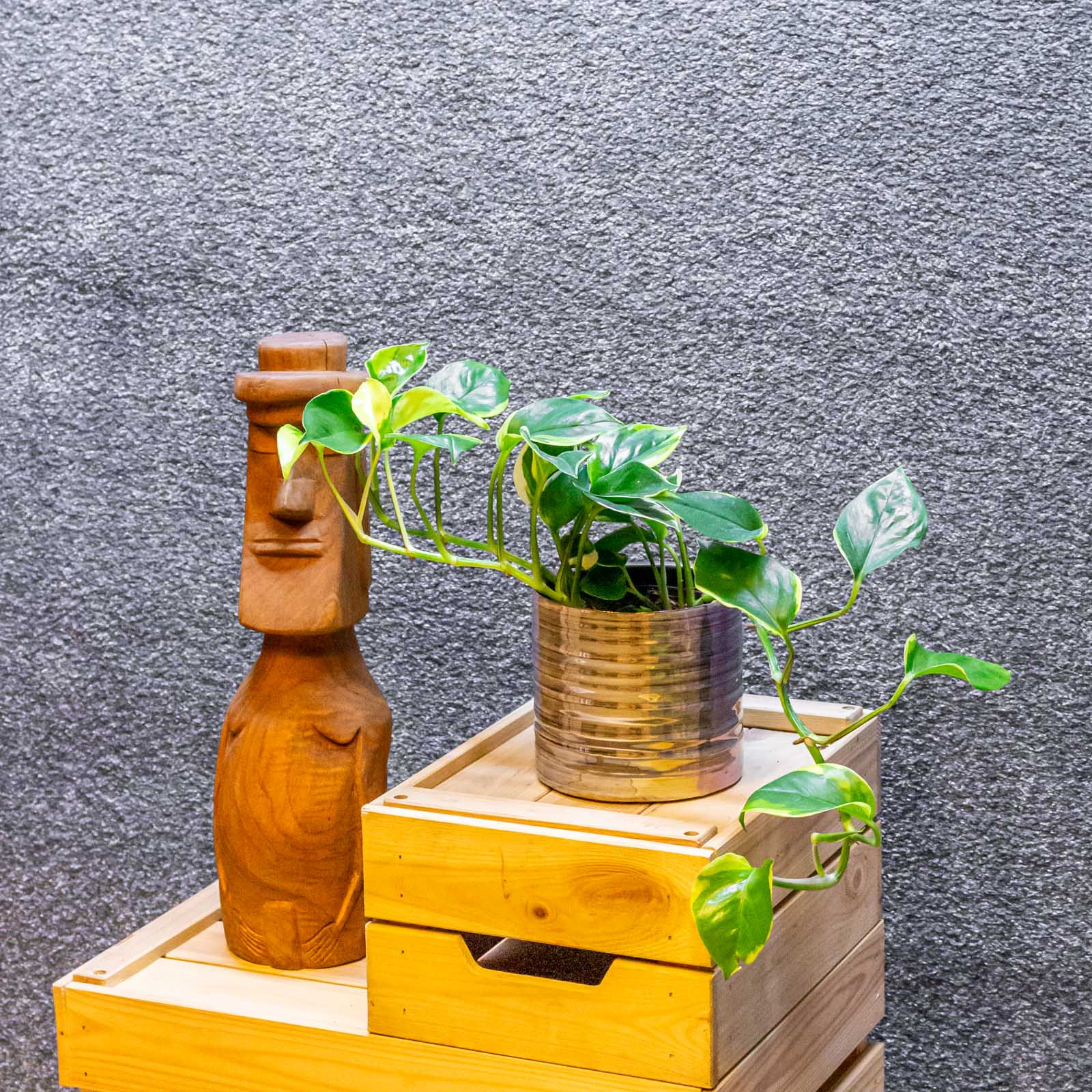 Epipremnum Poonsin 12cm