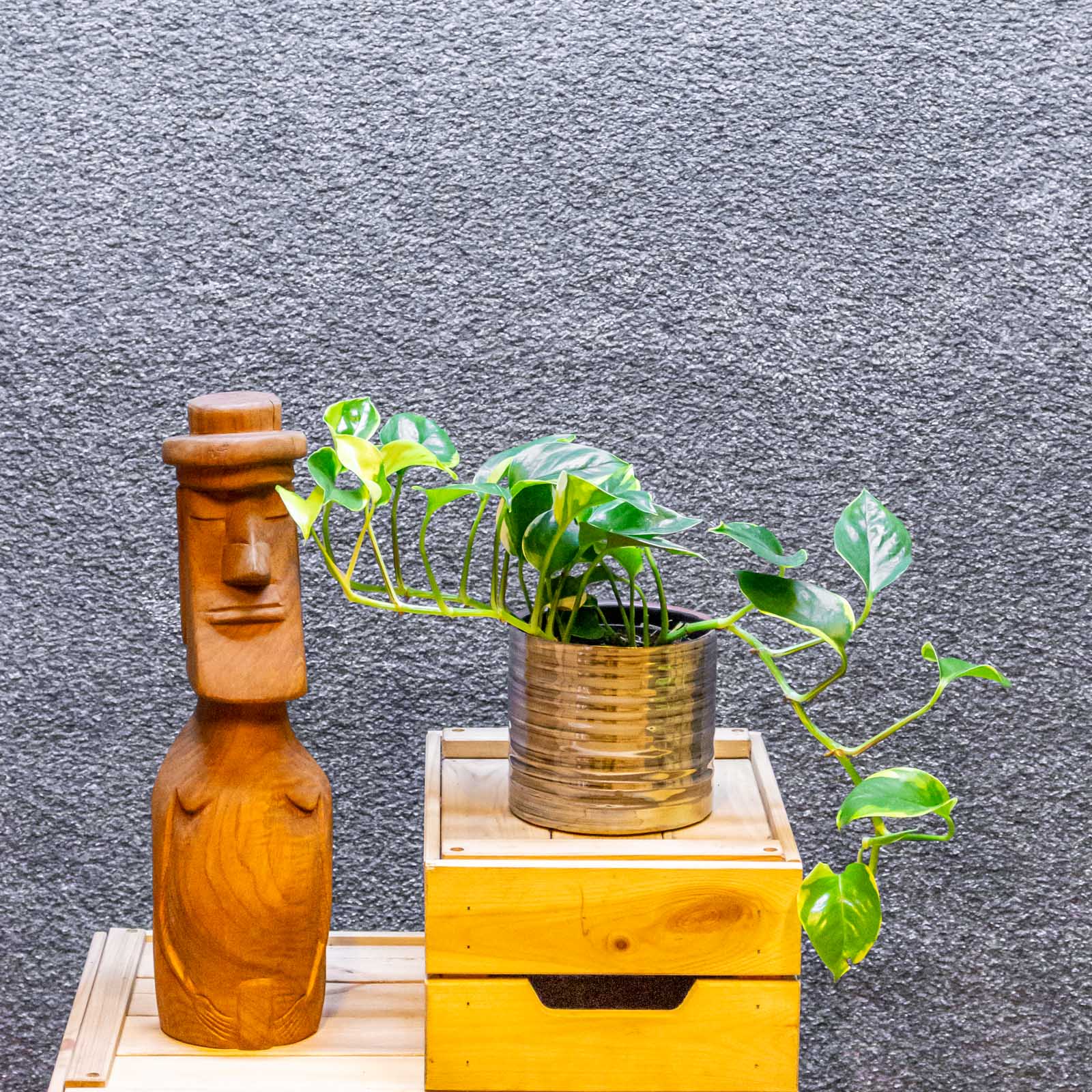 Epipremnum Poonsin 12cm