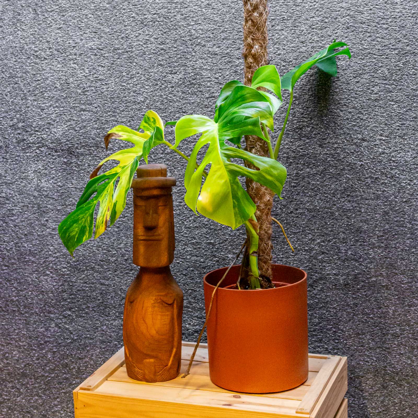 Monstera Deliciosa Aurea 17cm