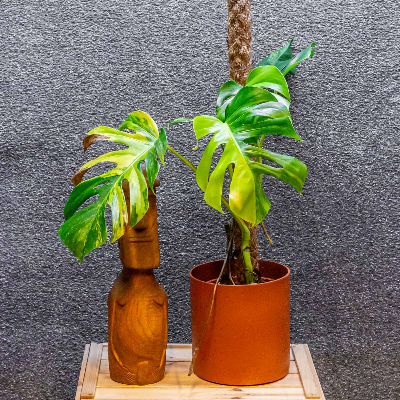 Monstera Deliciosa Aurea 17cm