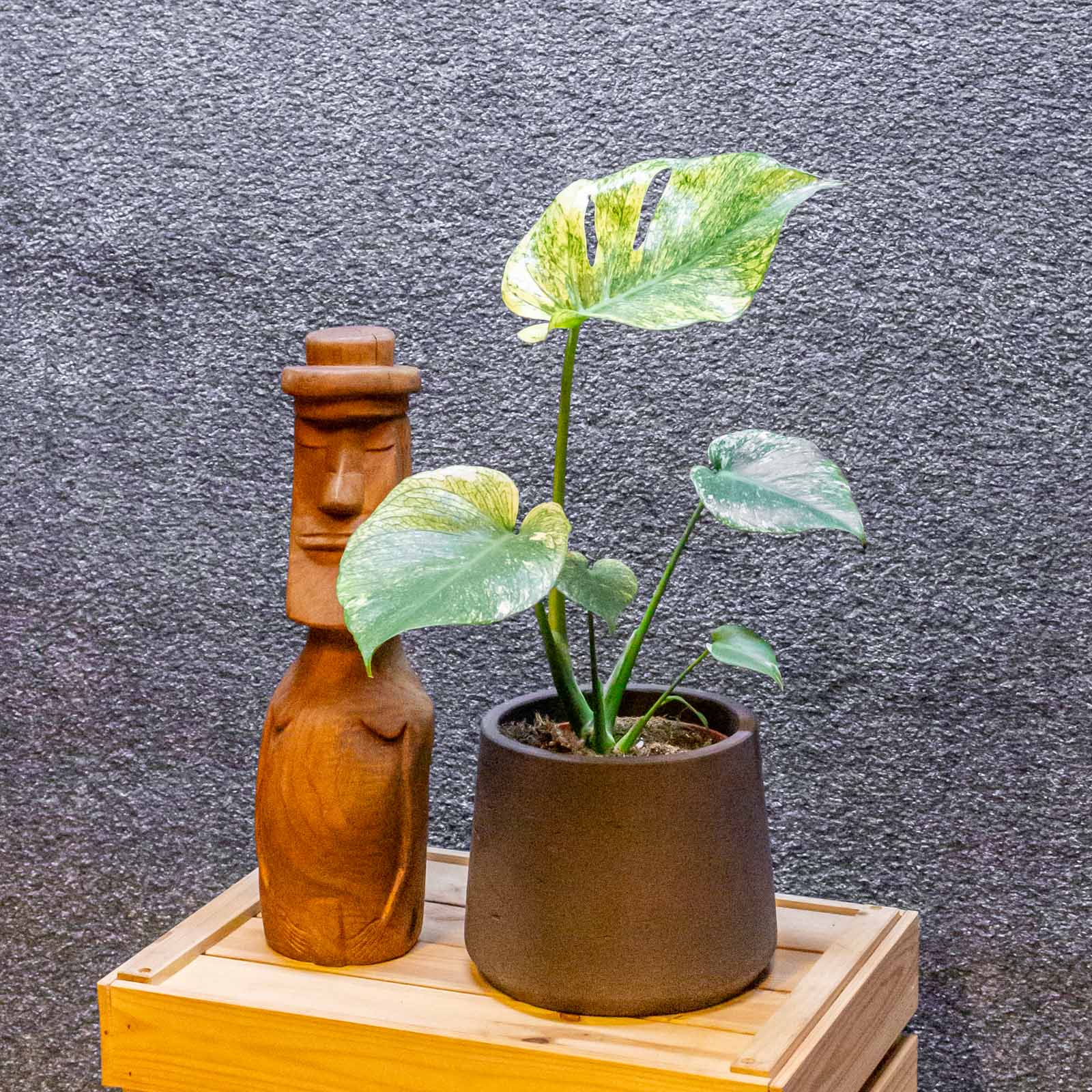 Monstera Mint 15cm