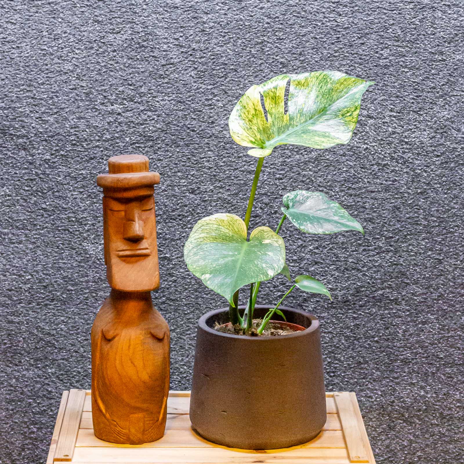 Monstera Mint 15cm