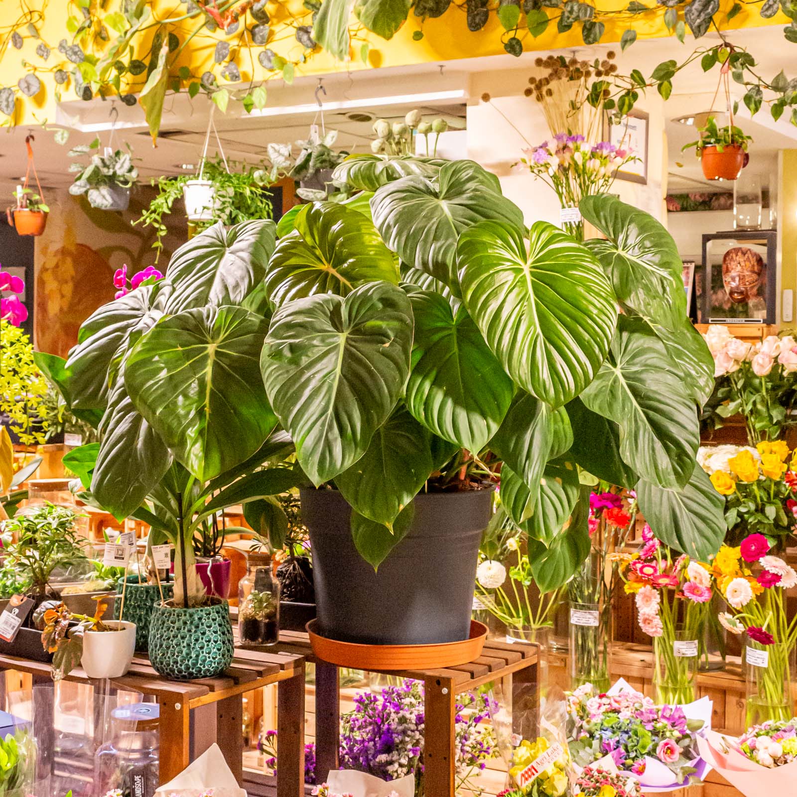 Philodendron Mcdowell 38cm