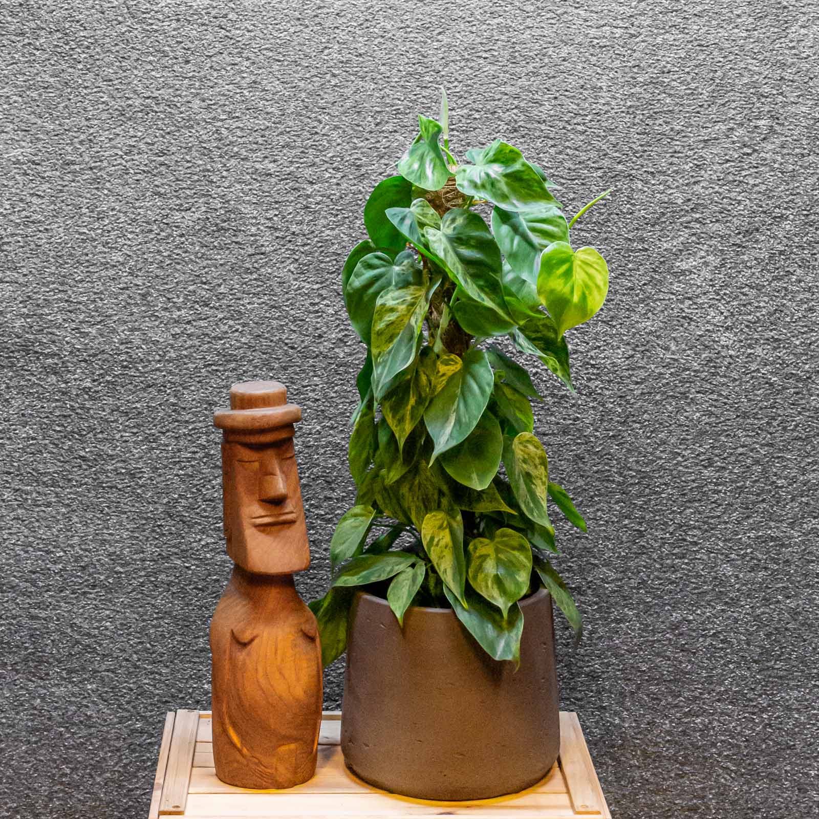 Philodendron hederaceum var. oxycardium Variegata 17cm